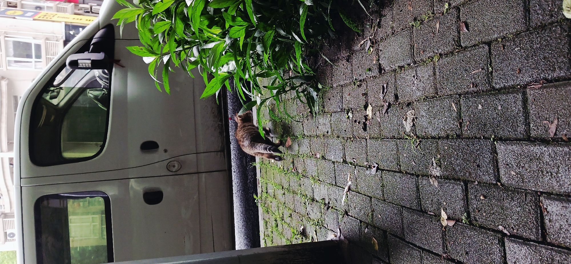 A gray and brown striped cat stands on a brick sidewalk beside a white van and a bush in Jiulongpo District, China. The cat is facing away from the van and toward the sidewalk. The sidewalk is damp and has fallen leaves and small patches of grass growing between the bricks. The van is partially visible on the left side of the frame, and part of a green bush is above the cat. The overall lighting suggests that it is dusk or dawn.