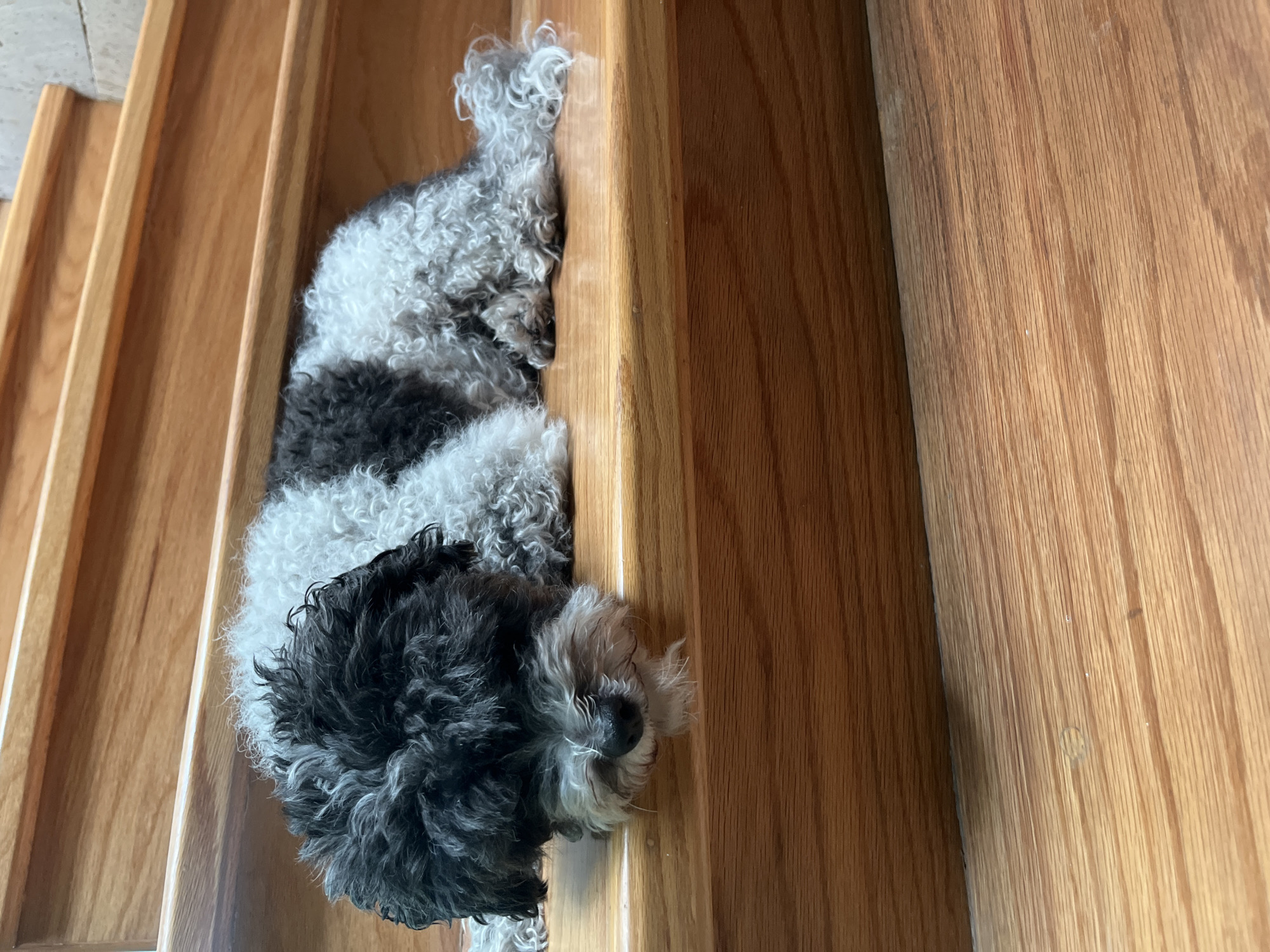 The image displays a small, bi-colored dog resting on a light-colored wooden staircase. The dog's fur is predominantly black on its head and upper back, transitioning to white and greyish tones on its body and limbs, exhibiting a curly texture. The dog is lying prone, with its head and snout resting on the horizontal surface of a wooden step; its eyes are obscured by fur. Its body extends horizontally along the step, with its paws visible beneath its torso. The staircase consists of multiple wooden steps, displaying a visible wood grain and a natural, light brown finish. The scene is illuminated by ambient light, suggesting an indoor environment. There are no other discernible subjects, objects, or identifying features in the image that would allow for the determination of a specific geographic location such as Barrio de Nuevo León, Mexico.