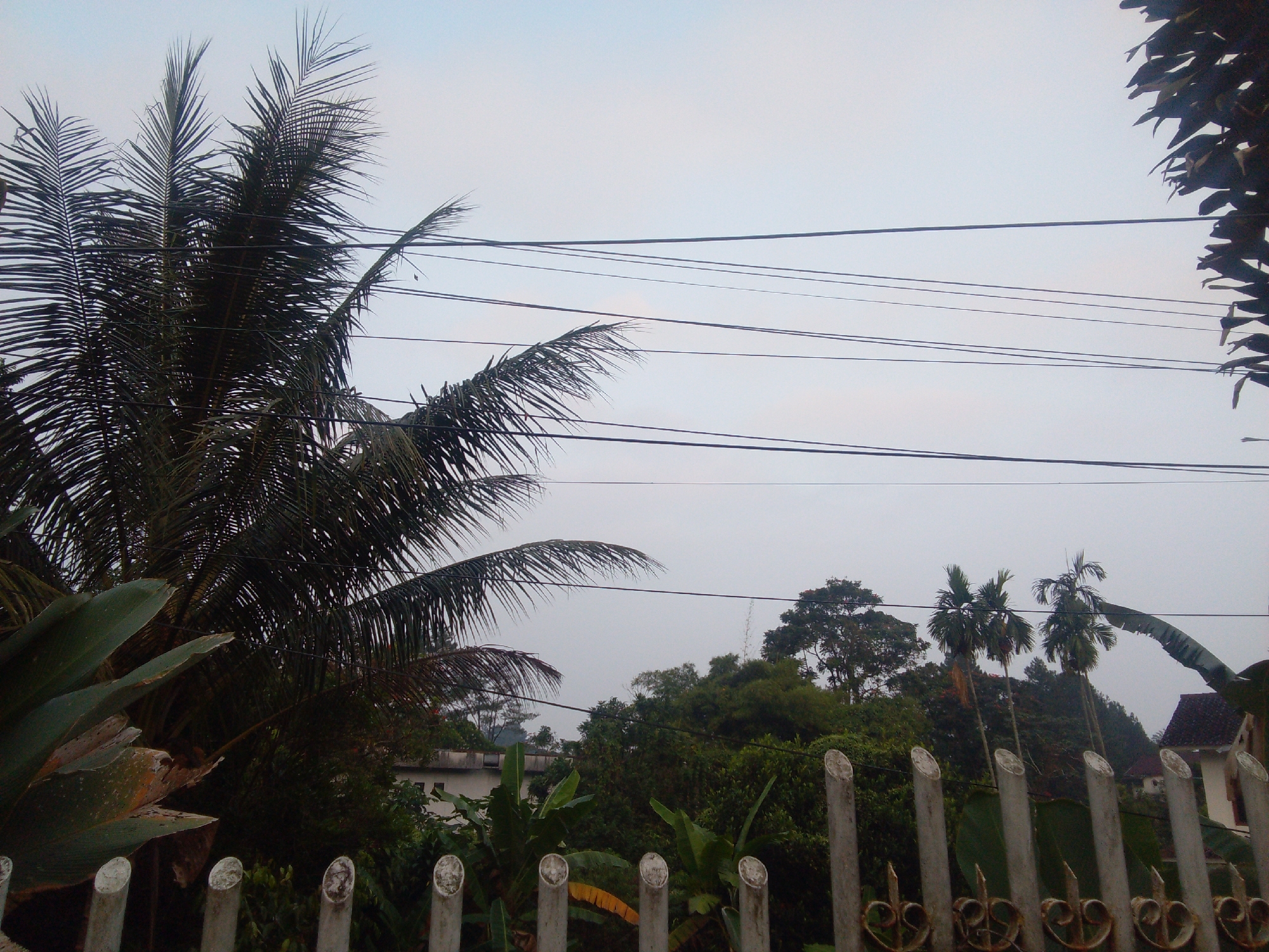 The image shows an outdoor scene with a sky, vegetation, power lines, and a fence. In the foreground, a light-colored fence with decorative metalwork is visible, with several cylindrical posts. Behind the fence, lush green foliage, including large leaves and palm fronds, dominates the lower part of the frame. Several tall palm trees are also present, along with other trees and dense undergrowth. In the middle ground, a light-colored building with a dark roof can be seen through the trees. Overhead, multiple power lines stretch across the sky. The sky is overcast and pale. The scene appears to be in a residential or semi-rural area in Megamendung, Indonesia. There are no people or animals visible in the image.