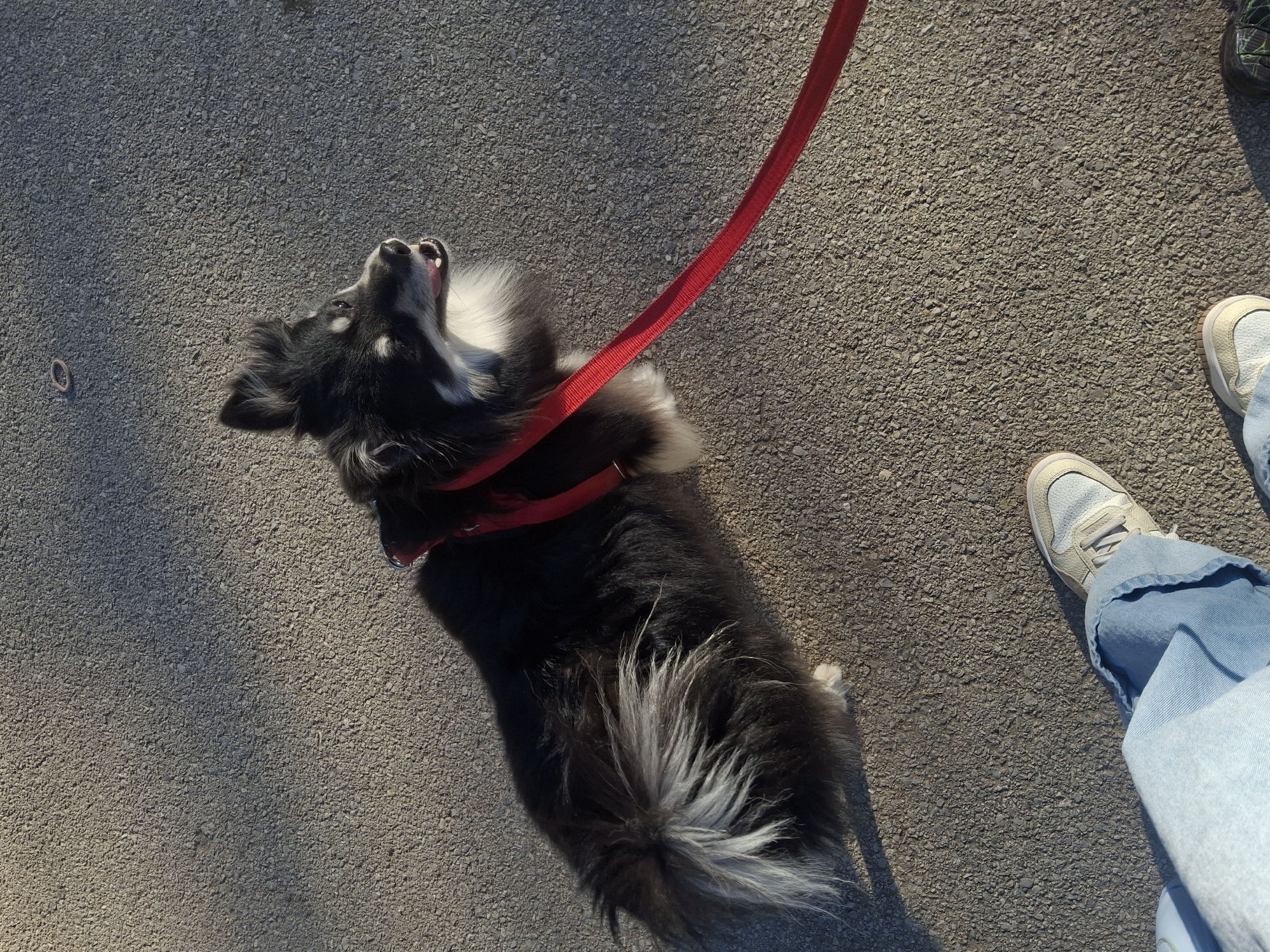 The image depicts a dog and a person on a paved surface, likely a sidewalk or road. The dog is a medium-sized breed with primarily black fur, a white chest, and a white-tipped tail. It is wearing a red harness and leash. The dog is looking upwards with its mouth open. The person's legs and feet are visible, wearing light blue jeans and sneakers. The location is unknown, with no evidence of being in Sofia, Bulgaria.