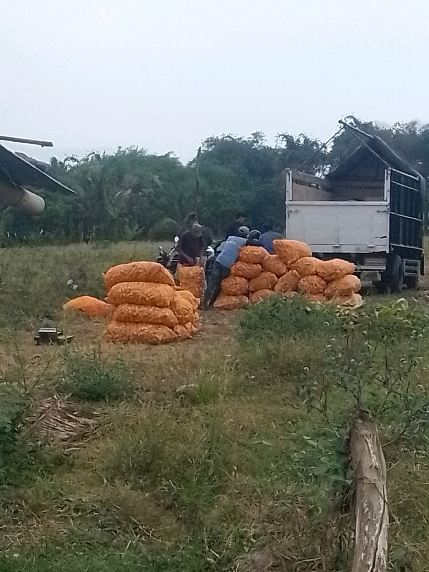 In a rural area of Jember, Indonesia, several people are engaged in the loading of sacks filled with produce, likely corn, into the back of a white truck. The sacks are a bright orange color and are stacked in large piles on the ground. The truck appears to be a flatbed with sides, and a dark tarp is pulled over a portion of the load. In the background, a dense area of trees and vegetation is visible, with a cloudy sky above. A motorcycle is parked near some of the sacks, and another piece of equipment, possibly part of an agricultural machine, is situated to the left of the frame. The ground is covered in grass and some dry foliage.
