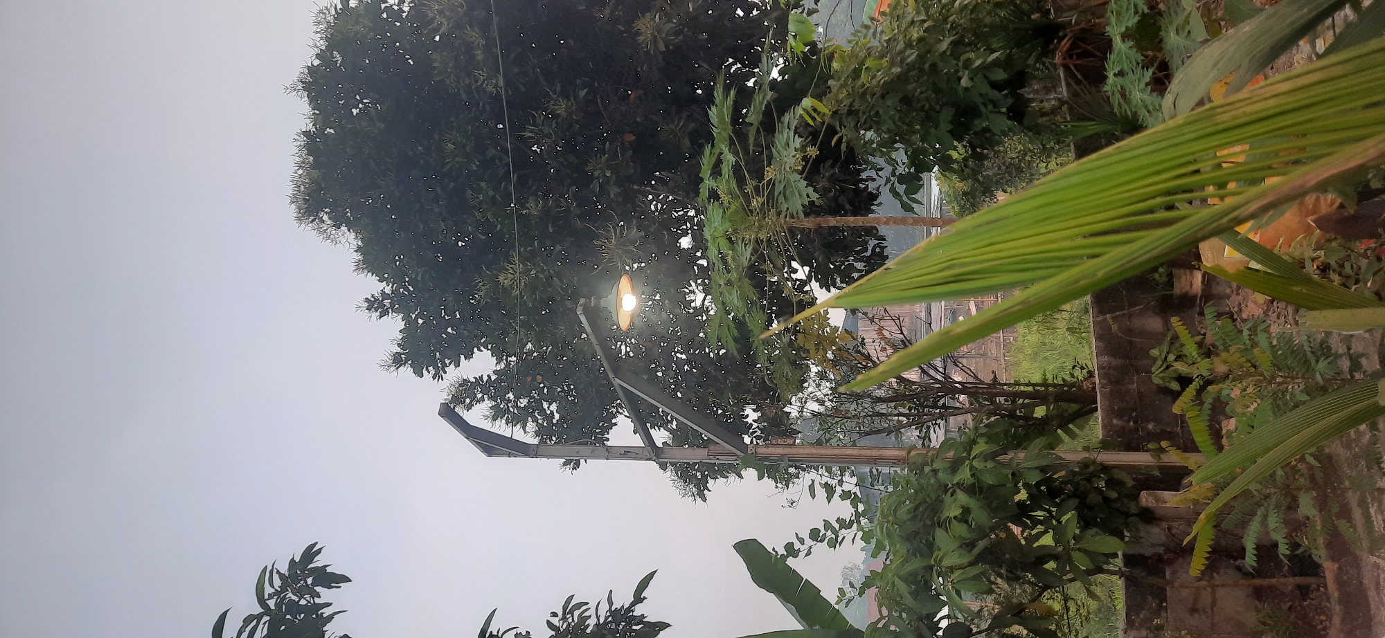 A vertical, eye-level shot captures a dimly lit outdoor scene in Cisauk, Indonesia, at dusk or dawn. In the foreground, out-of-focus green palm fronds dominate the lower right corner, obscuring parts of the midground. A street lamp with a visible bulb emitting a warm glow is prominently featured in the mid-center, supported by a metal pole. Behind the lamp, a large, dark green tree with dense foliage fills the upper right portion of the frame. Below the tree and to the left of the lamp, a banana tree with large green leaves is visible. The background reveals a low concrete wall, behind which various smaller plants and trees are situated, along with glimpses of buildings. The sky is overcast and pale, suggesting diffused light conditions. No people are present in the frame.