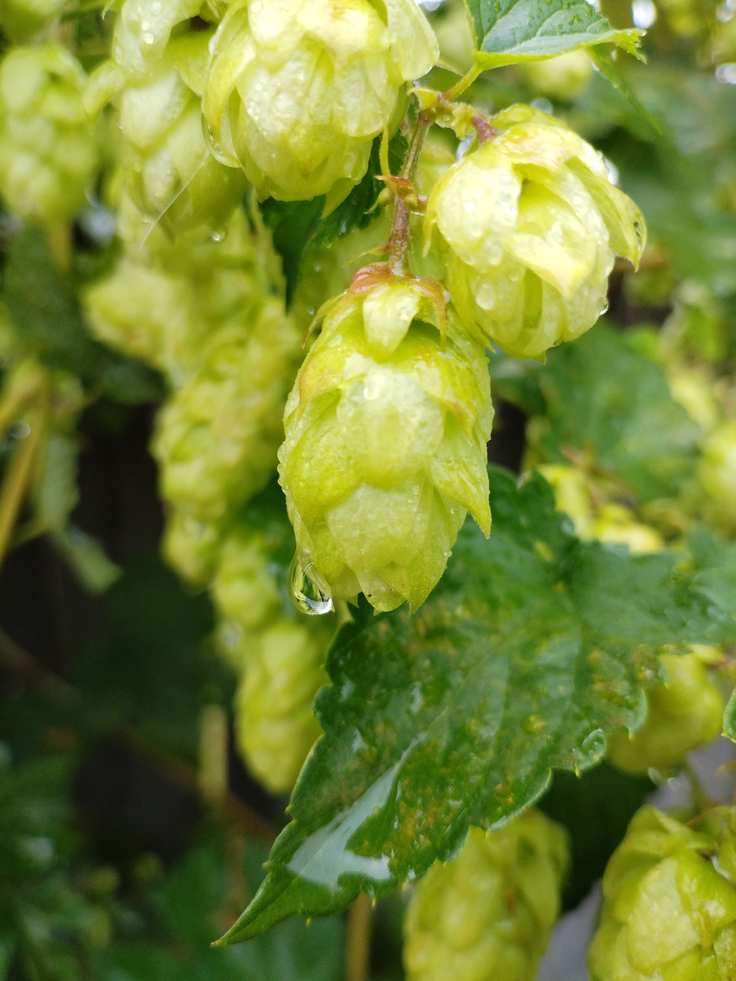 The image shows a close-up view of several green hop cones on a plant, with visible water droplets on them and on the leaves. The background is a blur of green foliage and darker shadowed areas, suggesting an outdoor environment, likely a garden or field. The scene is still and appears to have been taken during or shortly after rainfall. The location is identified as Bialynichy, Belarus. There are no people or animals present in the image.