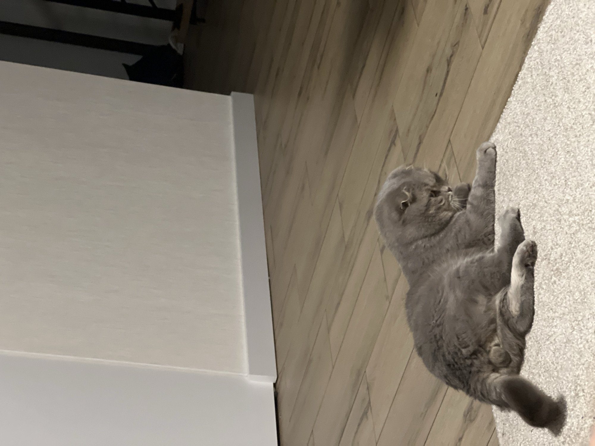 A Scottish Fold cat with gray fur is lying on a light-colored rug. The cat is facing to the right, with its head slightly lowered and its eyes closed. Its ears are folded forward. The cat's tail is curled around its body. The rug is on a wooden floor, and there is a white wall in the background. The scene is indoors, likely in a residential setting. There is no information in the image to indicate the location in the city of Votkinsk, Russia.