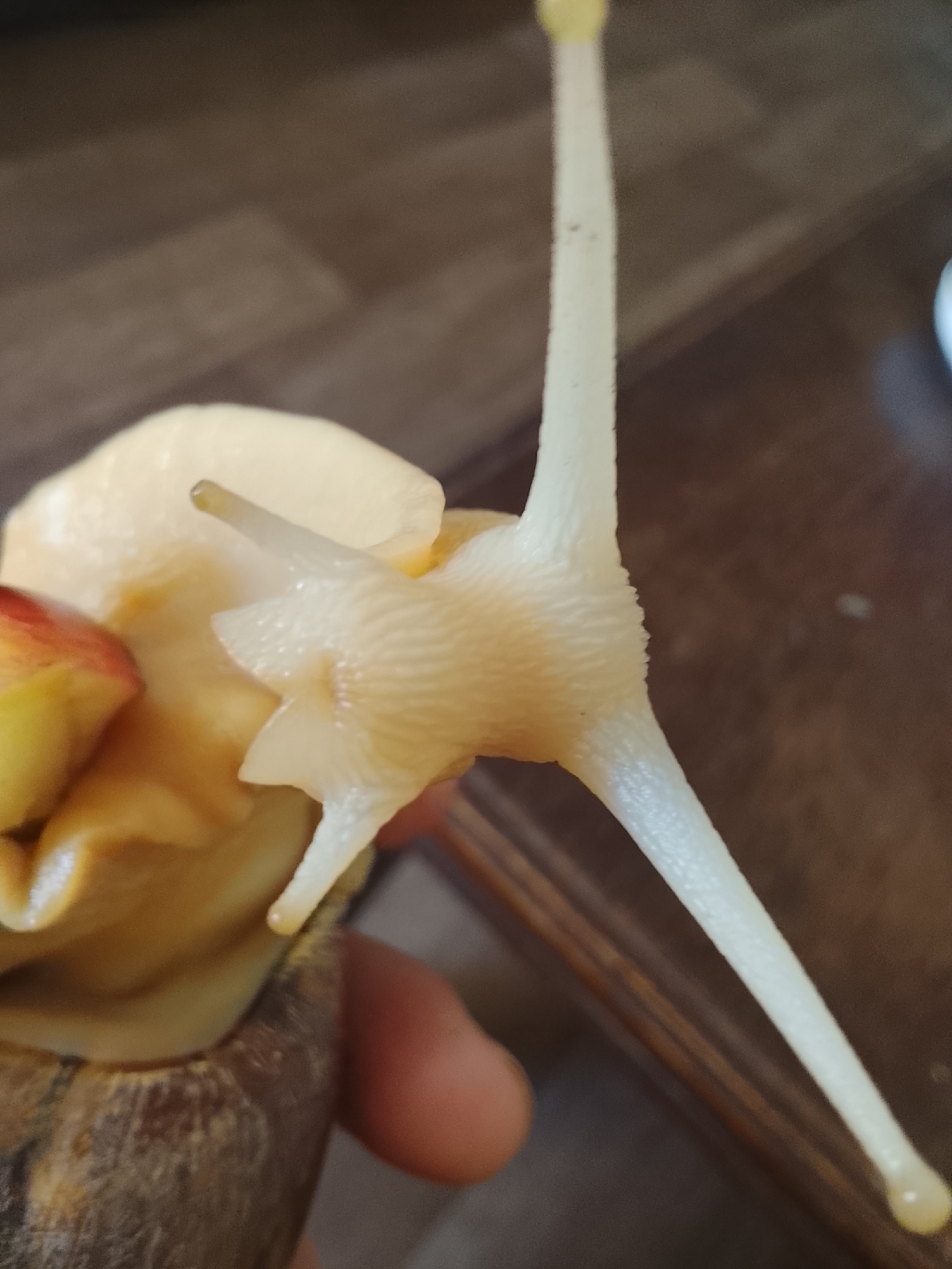 A close-up, slightly overhead shot shows the head of a pale, large land snail, possibly an Achatina species, being held by a human finger. The snail's body is a creamy white, and its two sets of tentacles are extended. The upper, longer tentacles are tipped with yellow, and the lower, shorter ones are also visible. The snail's skin appears textured and slightly translucent. To the left of the snail's head, a piece of reddish-yellow fruit, perhaps an apple or a peach, is visible. The background consists of a dark, wooden surface, likely a table, with visible wood grain. The lighting is moderate, highlighting the snail and the fruit. The scene appears to be indoors, in a residential setting. There is no visible indication of the city of Кочержинский, Russia, in the image.