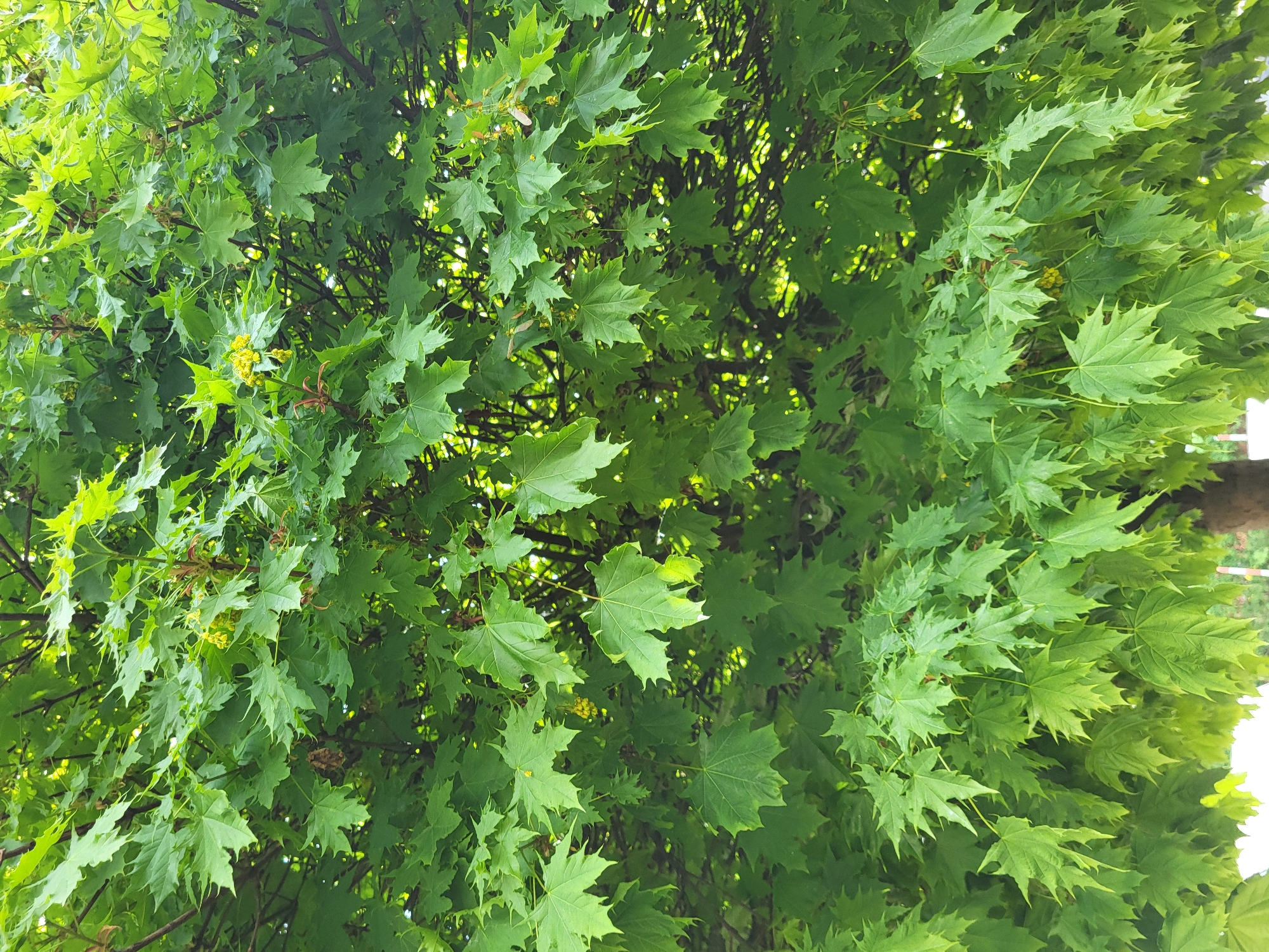 A close-up shot of a maple tree with vibrant green leaves fills the frame. The leaves are densely packed, creating a canopy effect. The presence of small yellow flowers suggests the tree is in bloom. The location is not specified.