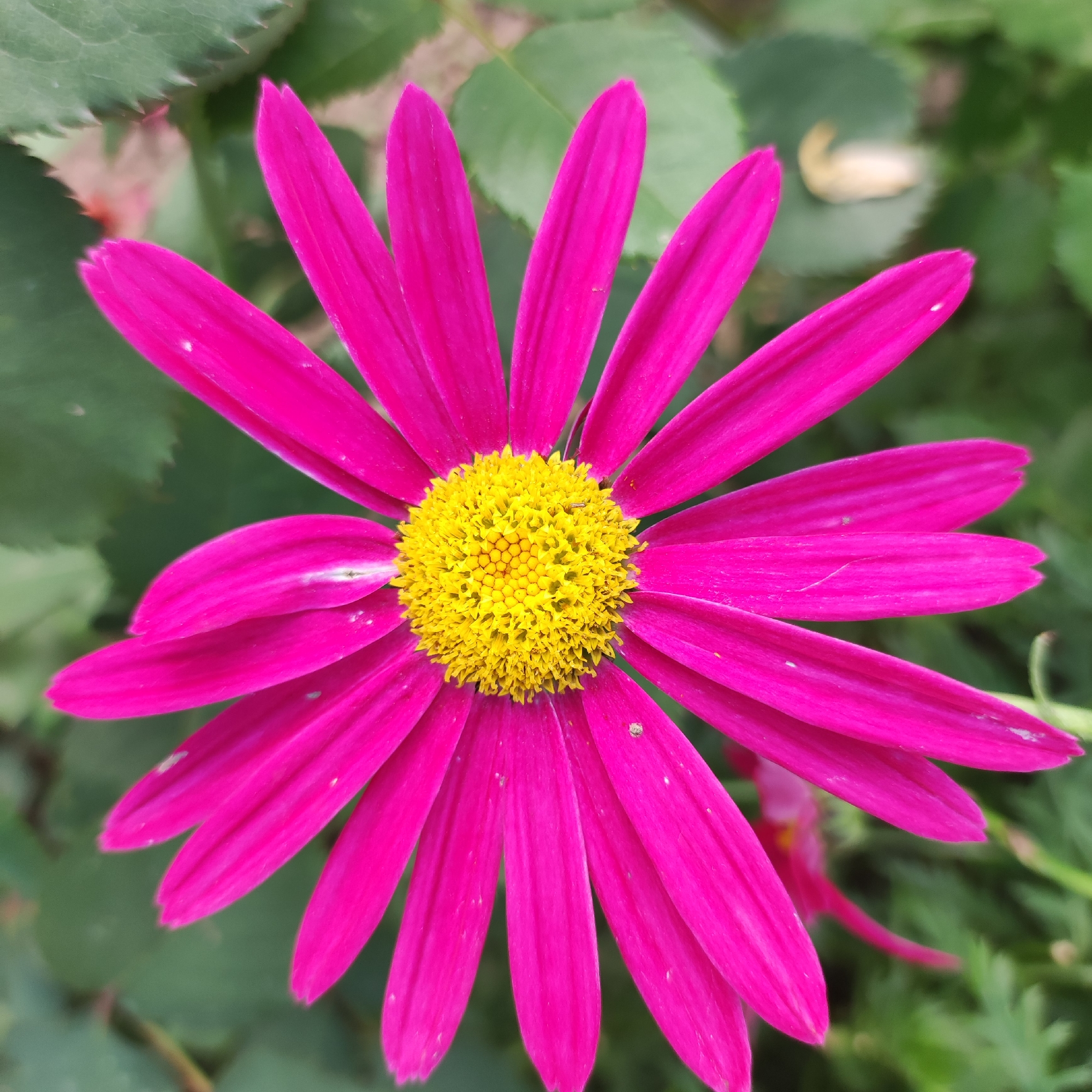 This is a close-up, top-down shot of a vibrant fuchsia-colored daisy with a bright yellow center. The flower is in full bloom, with its petals spread wide. The petals are thin and elongated, with a slightly pointed tip, and they exhibit a subtle, velvety texture with faint lines running along their length. The yellow center is composed of numerous tiny florets arranged in a circular pattern.
The background is softly blurred, showcasing lush green foliage, suggesting an outdoor setting, likely a garden or natural environment. The lighting appears to be natural daylight, possibly diffused, as there are no harsh shadows. There are a few small, light-colored specks on some of the petals, which might be pollen or dust. A tiny insect can be seen on one of the florets in the yellow center.
The image conveys a sense of natural beauty and the simple elegance of a blooming flower. The focus is entirely on the flower, highlighting its vivid colors and delicate structure. The location context of Navoloki, Russia, provides a general geographical setting for where this image was captured. No text is visible in the image.