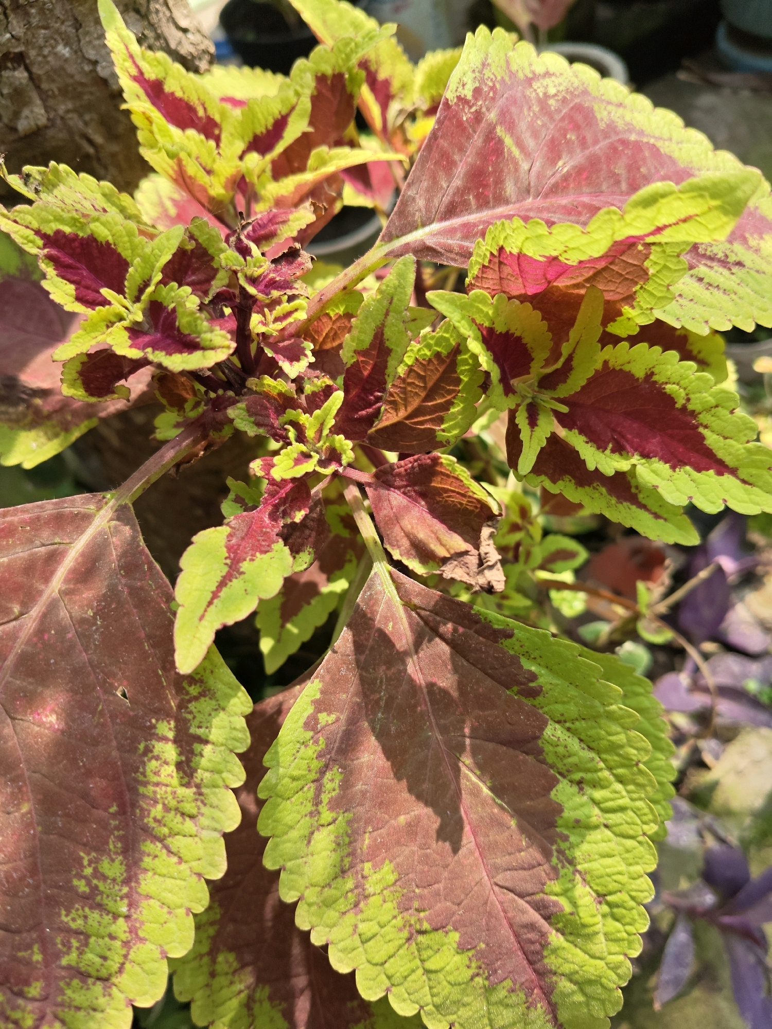 A close-up, detailed photograph showcases the vibrant, variegated leaves of a coleus plant. The leaves exhibit a striking pattern of deep burgundy red and bright lime green, with serrated edges. Sunlight highlights the intricate venation and textured surface of the foliage. In the background, out-of-focus elements suggest a garden setting with other plants and possibly a wooden texture on the left. The image does not contain any people or indicate a specific location within Sumberwono, Indonesia.