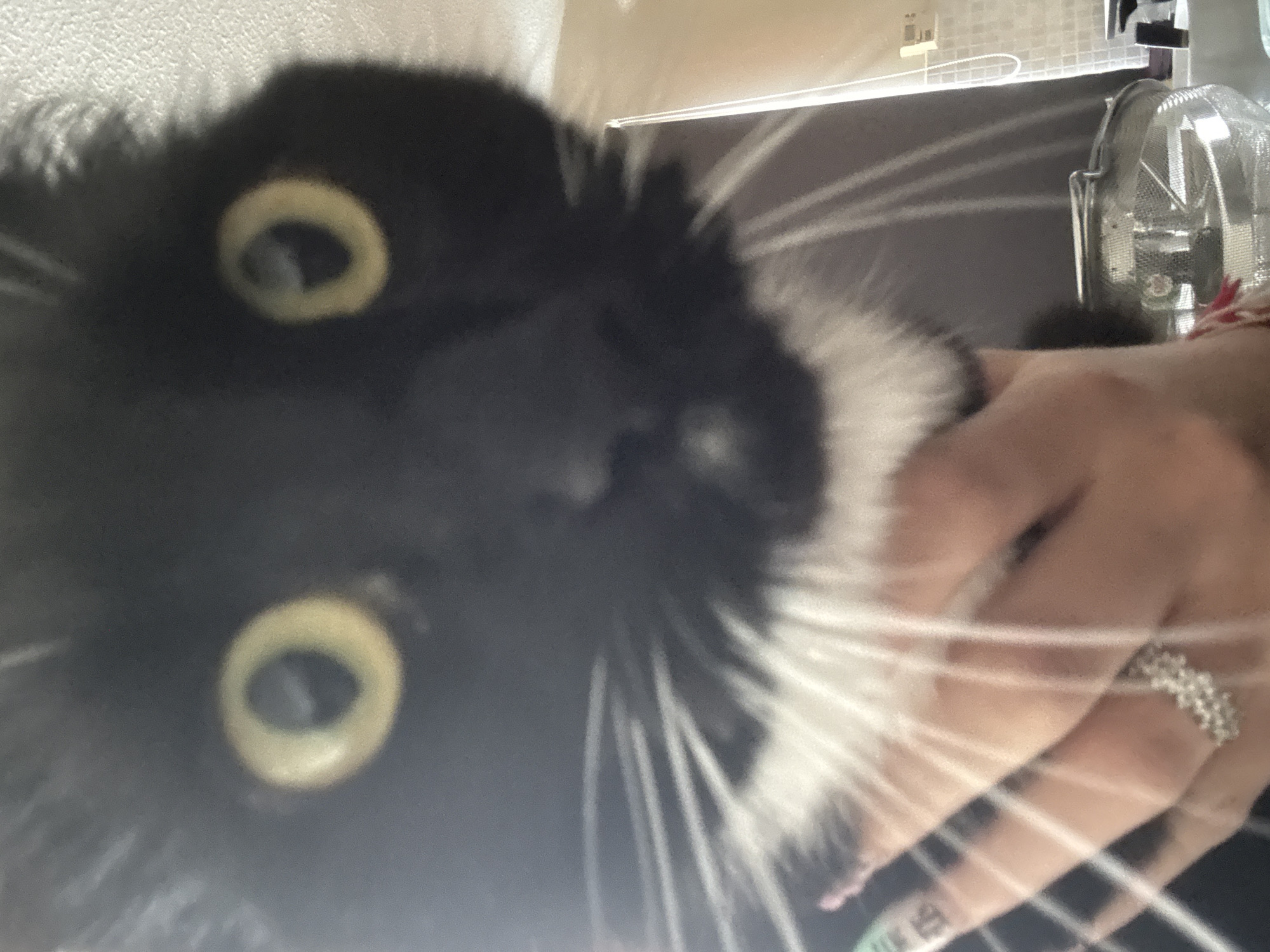A close-up image shows a black and white cat with yellow eyes, its face tilted towards the camera. A human hand is visible, possibly interacting with the cat. The background is blurry, but a white-tiled wall and a metallic object, possibly a fan or other appliance, can be discerned. There is no evidence in the image to confirm it was taken in Desborough, United Kingdom.