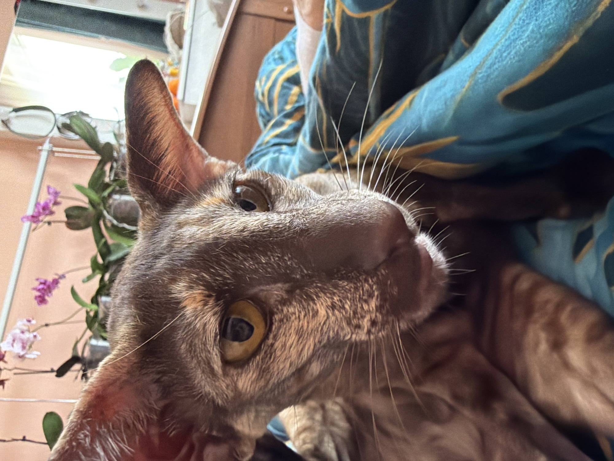 A close-up, low-angle shot features a brown cat with large ears, possibly an Oriental Shorthair. The cat's head is turned slightly, showing one golden eye prominently. Long, white whiskers extend from the muzzle. The background includes a blue and yellow patterned blanket, a houseplant with small purple flowers, and a glimpse of a window. The image was likely taken indoors. The location in Chaikovsky, Russia is not discernible from the image.