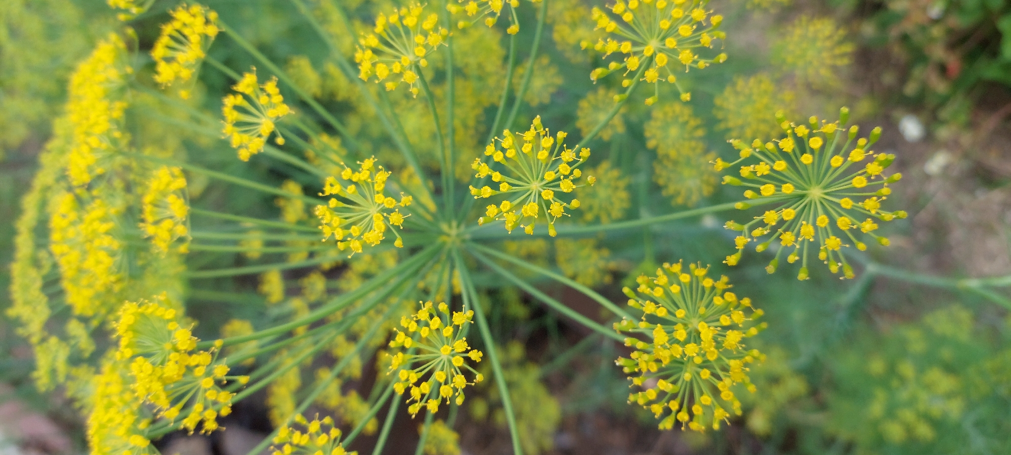 The image shows a close-up, top-down view of a dill plant in bloom, with its characteristic umbrella-shaped clusters of tiny yellow flowers. The dill is the primary subject, filling most of the frame. The flowers are a vibrant yellow, with some appearing as buds and others fully open, revealing their delicate structure. The green stems and feathery foliage of the dill plant are also visible, creating a soft, blurred background. The lighting appears to be natural daylight, casting a soft glow on the flowers. The overall impression is one of natural growth and the subtle beauty of a flowering herb. The image does not contain any people or buildings. The context provided suggests the dill plant is located in the city of Vichuga, Russia.