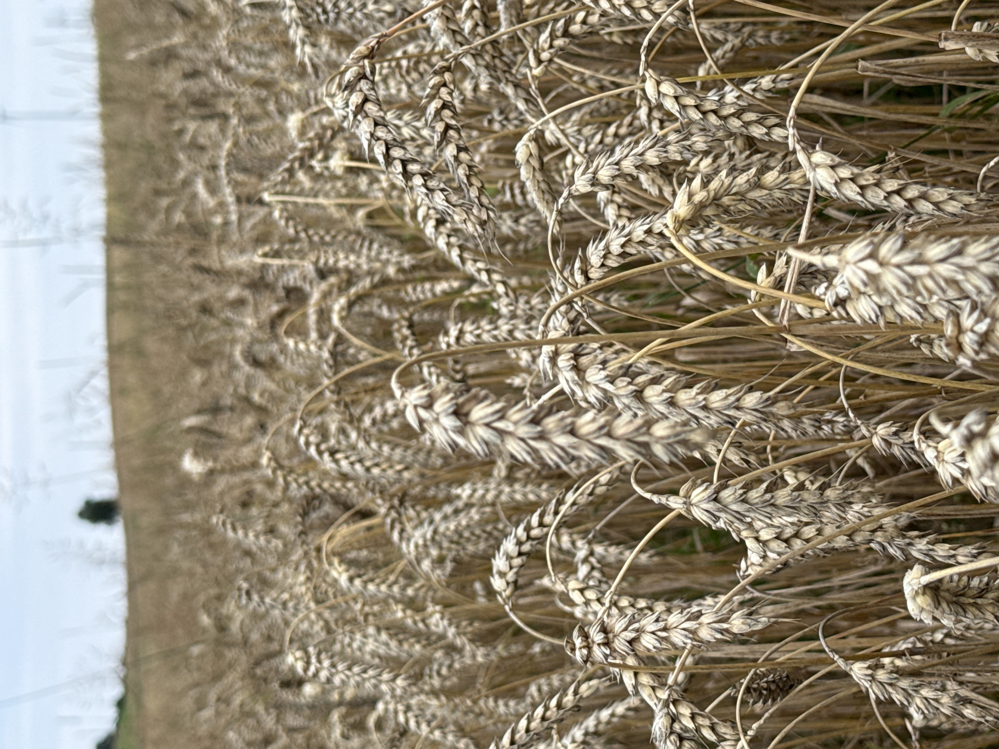 The image shows a field of ripe wheat in Vikraičiai, Lithuania. The wheat stalks are golden brown and heavy with grain, suggesting it is close to harvest. The foreground is filled with the heads of wheat, some bent over from their weight, while others stand tall. In the background, a blurred expanse of wheat field stretches towards a distant tree and a hazy sky. The overall impression is one of abundance and the natural beauty of an agricultural landscape.