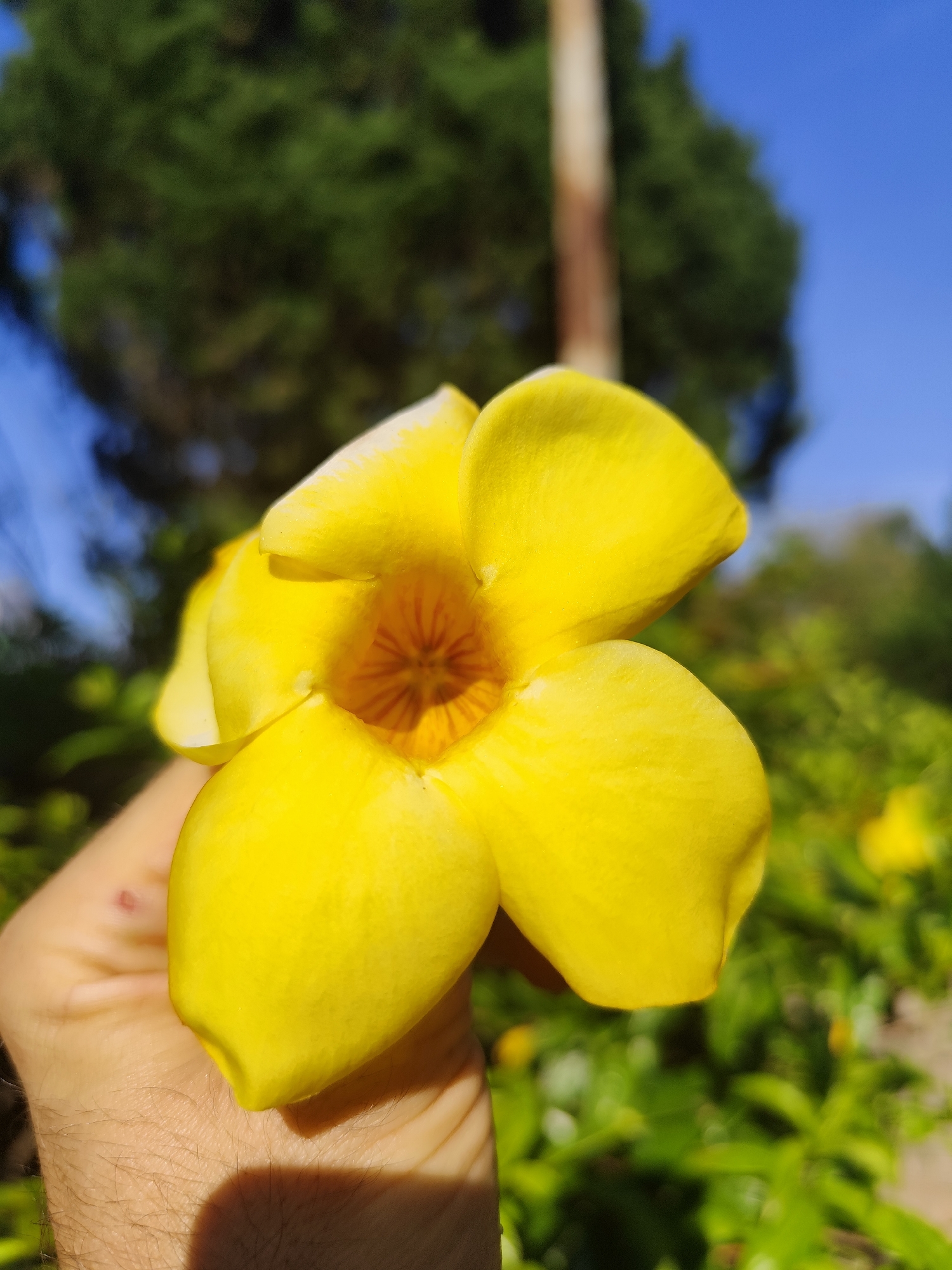 A yellow Allamanda flower is being held in a person's hand. The flower has five petals and an orange center. The background consists of green foliage, a blurred brown pole, and a blue sky. The location may be in Da Lat, Vietnam, but this cannot be verified without additional information.