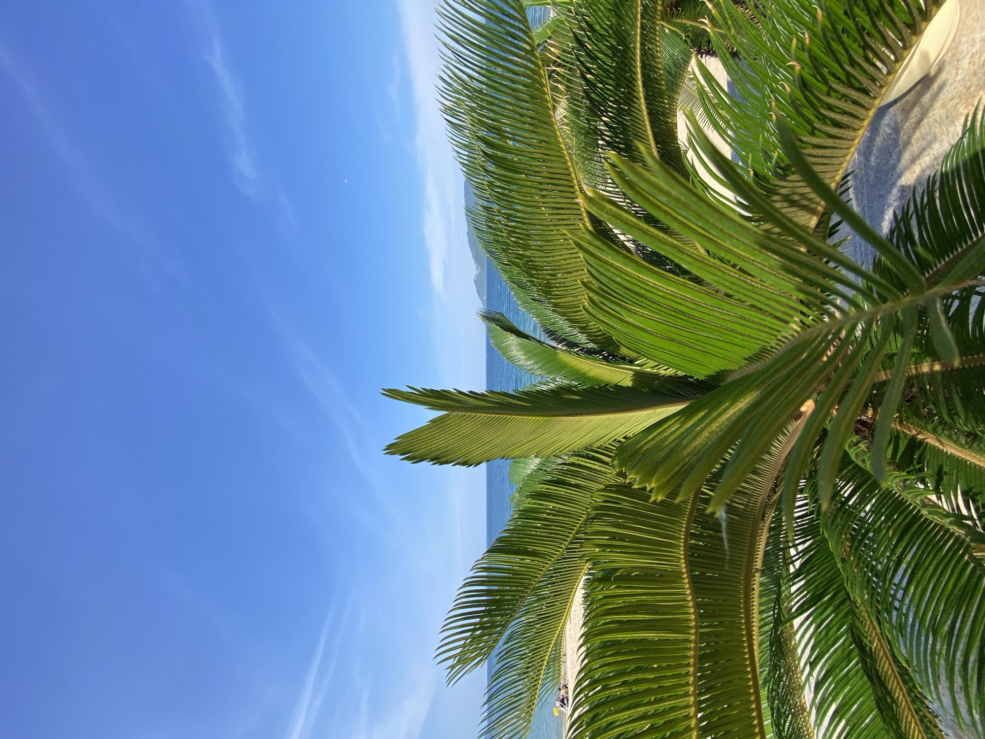 The image depicts a bright, sunny day at a beach, likely in Nha Trang, Vietnam, given the context. The foreground is dominated by lush, green palm fronds, which are sharply in focus and fill a significant portion of the frame. The fronds are arranged in a way that creates a sense of depth and texture, with some leaves appearing closer and more detailed than others.
Beyond the palm leaves, the scene opens up to a clear blue sky with a few wispy white clouds. The ocean is visible as a calm, blue expanse, meeting the horizon. In the distance, a faint outline of hills or mountains can be seen. The beach itself is partially visible, with a sandy shore and a glimpse of people in the distance, suggesting a leisurely day at the seaside. The lighting indicates it is likely daytime, with the sun casting bright highlights on the palm leaves. The overall mood is serene and tropical, evoking a sense of relaxation and vacation. There is no visible text in the image.