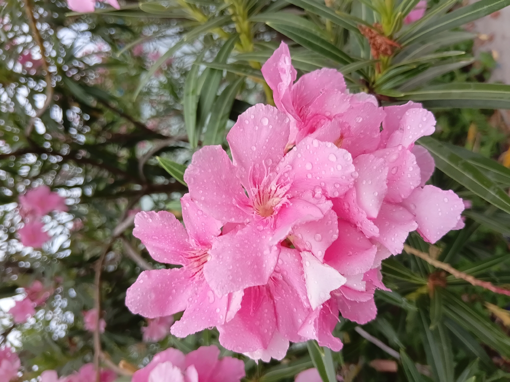 A close-up shot focuses on a cluster of delicate pink oleander flowers, glistening with numerous water droplets. The flowers are in full bloom, with layers of petals creating a soft, voluminous appearance. The background is a blur of green foliage, suggesting an outdoor setting. The light is diffused, indicating an overcast day or shade. There are no people or animals present. The image appears to be taken in Ko Samui District, Thailand, based on the presence of oleander, a common flowering shrub in tropical regions.