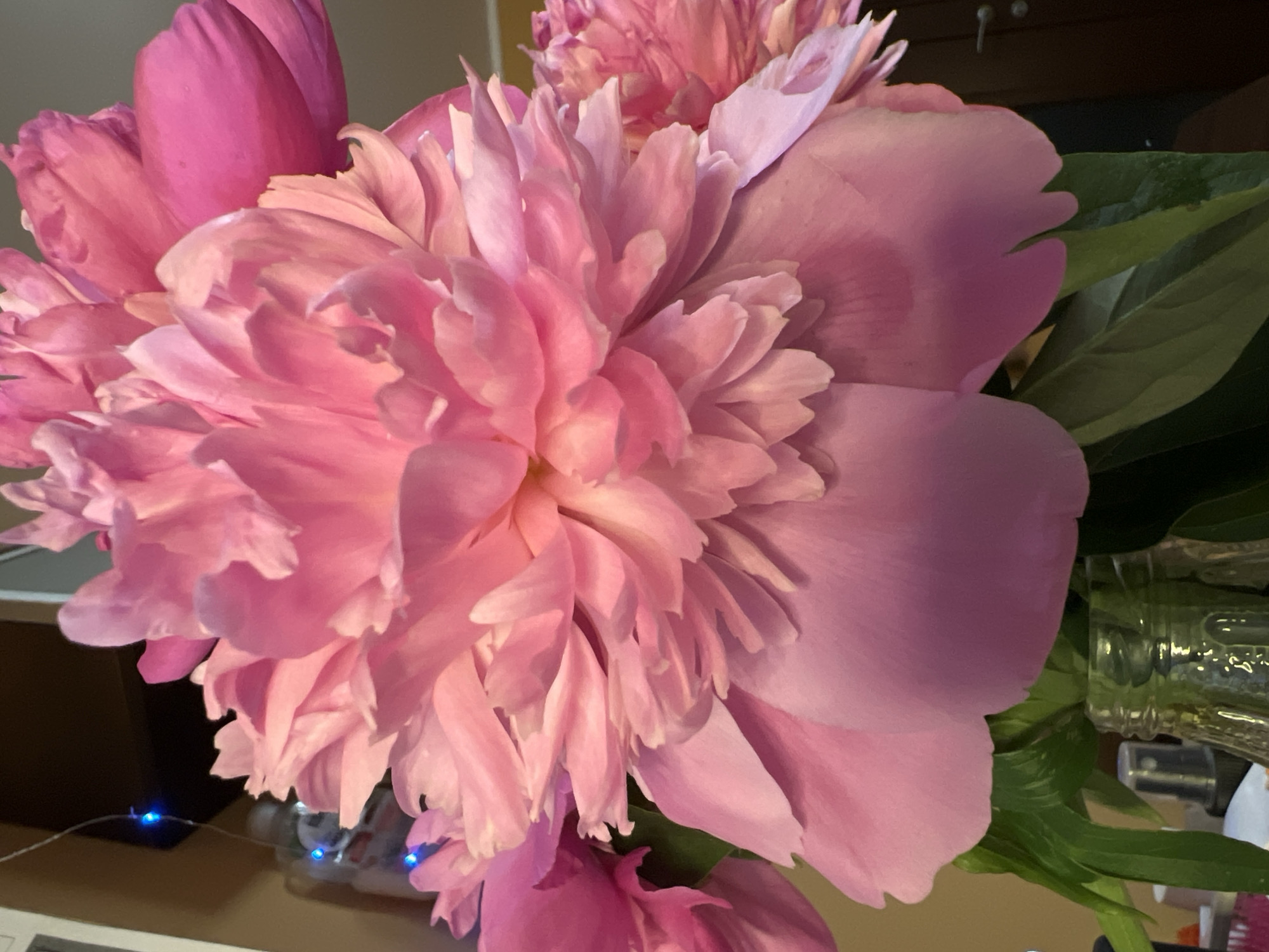 A close-up, vertical shot captures a bouquet of vibrant pink peonies in full bloom, filling the frame. The flowers are arranged in a clear glass vase, the bottom of which is visible with a few green leaves peeking out. The peonies' petals are richly layered and textured, with a soft, luminous glow highlighting their delicate curves. In the background, a strand of small blue lights is strung across a dark surface, adding a subtle, festive touch. The overall setting appears to be indoors, possibly a home or a venue, with hints of a door handle and a wall on the right side. The lighting suggests an ambient indoor environment, potentially with artificial light sources enhancing the colors of the flowers. There are no people or any specific identifiable landmarks that would indicate a location in Minsk, Belarus.