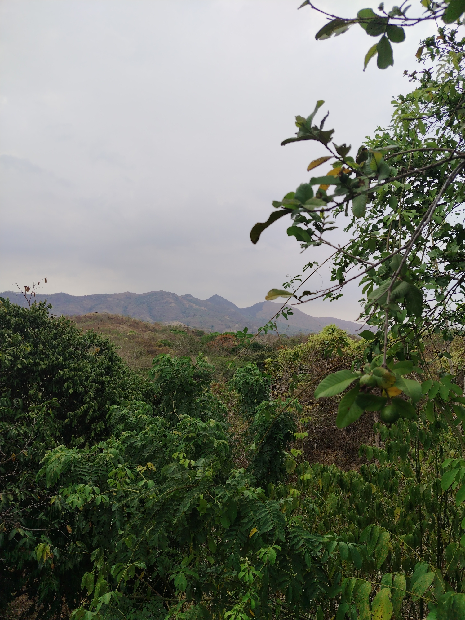 The image depicts a landscape in Tinaquillo, Venezuela, featuring a vista of mountains partially obscured by lush, green foliage in the foreground. The sky is overcast with a gray cloud cover. The mountains in the midground are brown and appear dry, suggesting a possible drought or dry season. A tree branch with green leaves and some unripe fruit is prominently placed in the right foreground, partially obscuring the view. The foreground is dominated by various green trees and bushes, indicating a dense forest or jungle environment. There is no indication of people or any human activity in the visible area.