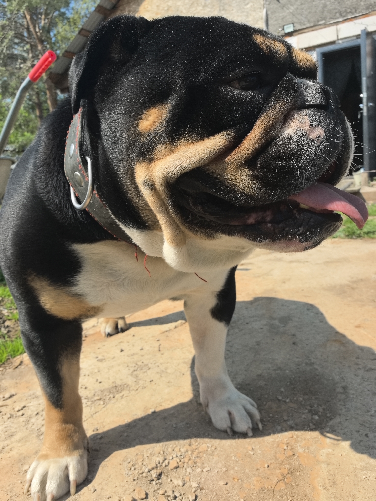 A tri-color bulldog stands on a dirt surface, its tongue protruding. The dog has a black, tan, and white coat, with a black collar. The background includes a building with a metal door and a red-handled object leaning against it. The location is likely outdoors, based on the natural lighting and apparent vegetation. The image lacks sufficient detail to confirm that the location is the city of Noviy, Russia.