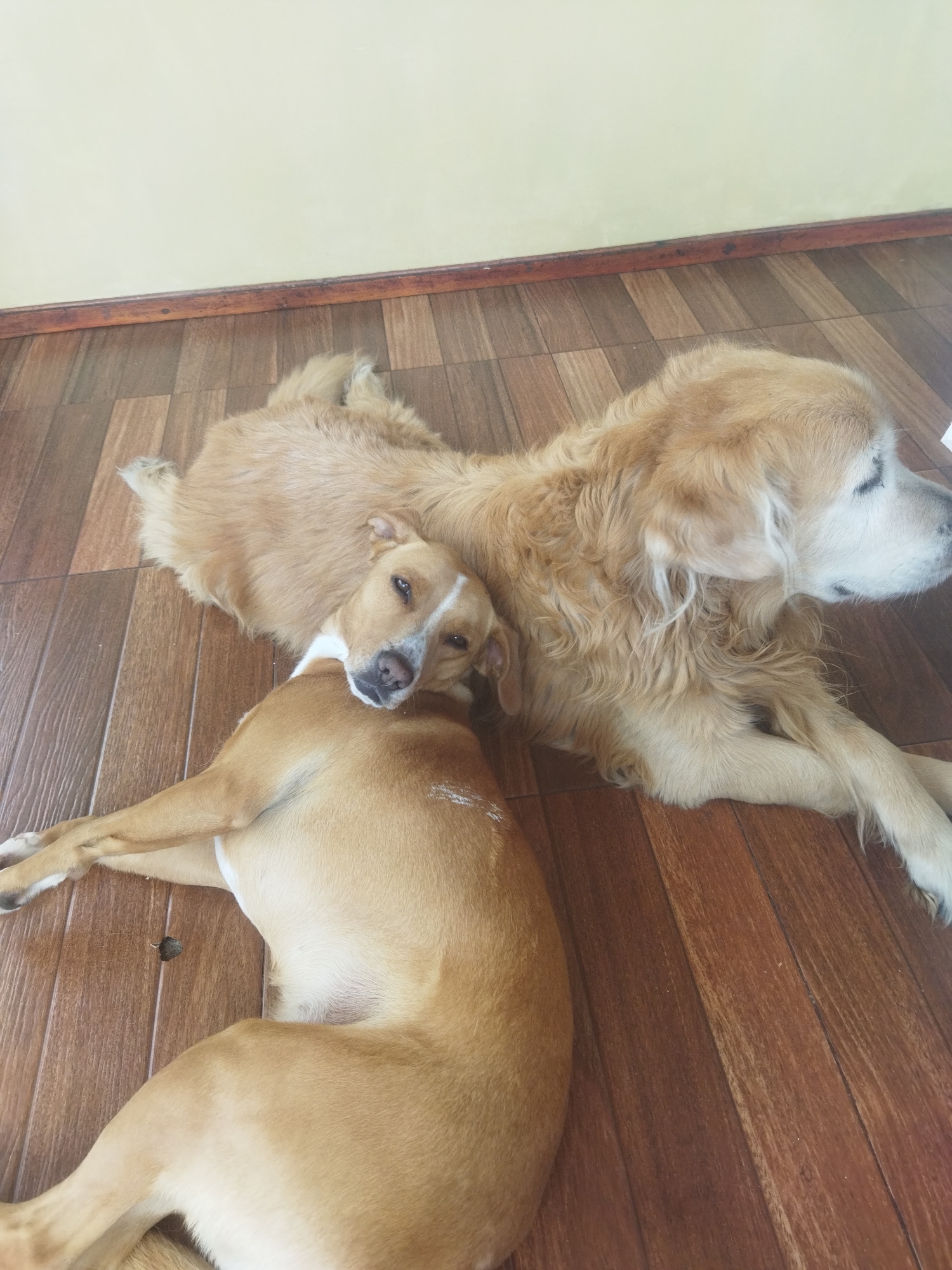 The image shows two dogs lying on a wood-tiled floor in front of a yellow wall in an indoor environment. One dog is a golden retriever, light golden in color, and the other is a tan-colored dog with a white patch on its chest and a white stripe on its face. The tan dog is resting its head on the golden retriever's back. Both dogs appear relaxed. The location is Unknown, Unknown.