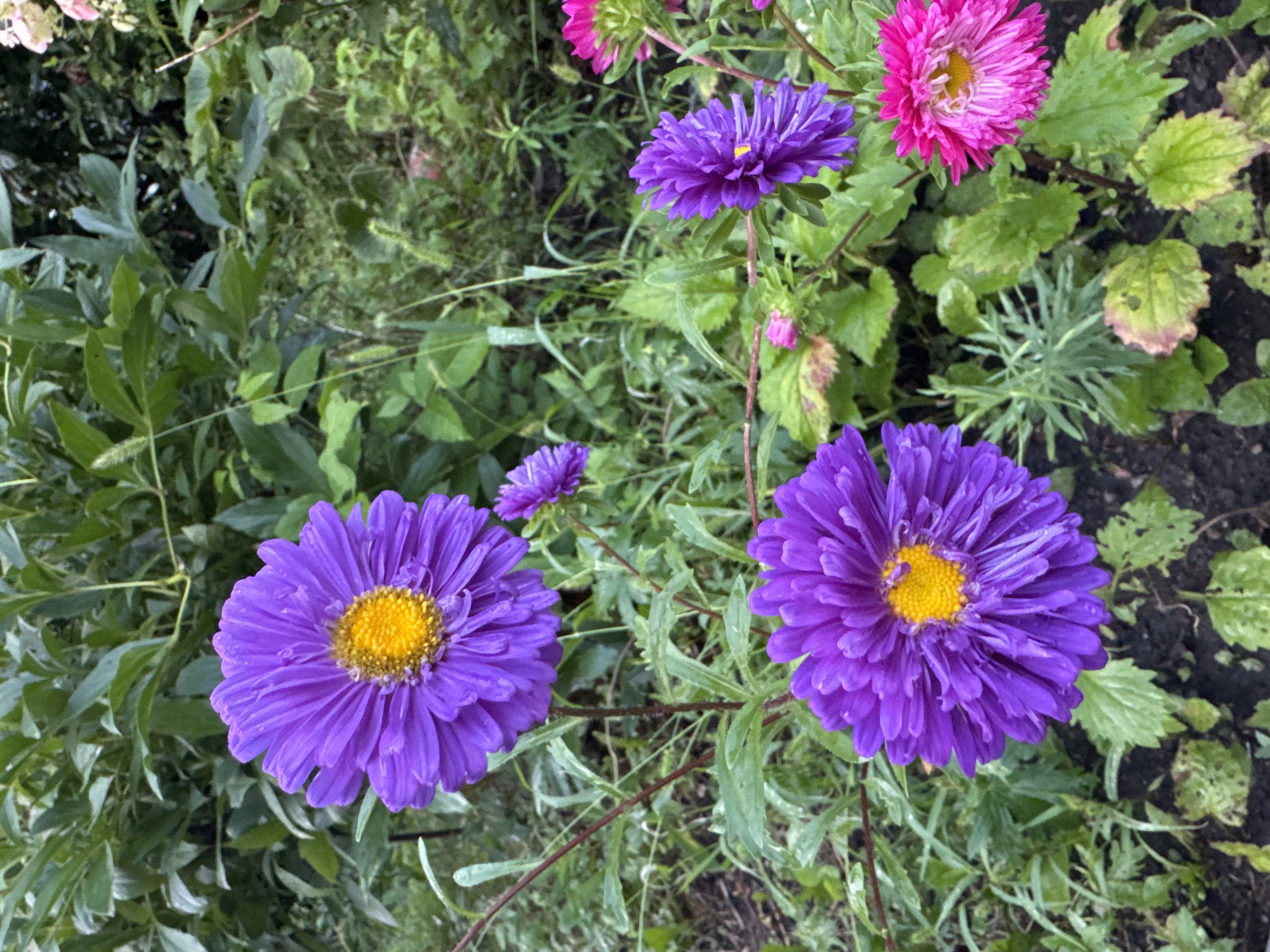 The image displays a close-up view of a cluster of asters in a garden setting. Two large, vibrant purple asters with bright yellow centers are prominent in the foreground. One is positioned towards the left and slightly lower, while the other is in the upper left quadrant, slightly out of focus. Several smaller purple asters are visible behind these, and to the right, a bright pink aster with a yellow center is featured. The flowers are surrounded by lush green foliage, with some leaves showing signs of yellowing or browning. The ground beneath the flowers is dark soil, with fallen leaves and some scattered greenery. The overall impression is one of a well-established flower bed in a naturalistic garden. No specific landmarks or features that would indicate a precise location within Chelyabinsk, Russia, are discernible from the image.
