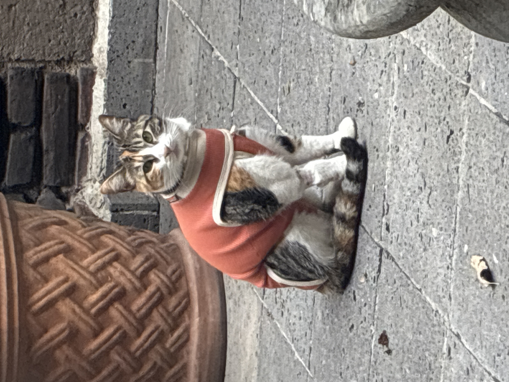 A medium-shot shows a calico cat, seated upright on a concrete pavement. The cat is wearing a red harness with white trim. To the cat's left is a large, brown woven pot. The concrete pavement is divided into rectangular slabs. In the upper right, part of a concrete structure is visible. The setting is Cañada de Madero, Mexico.