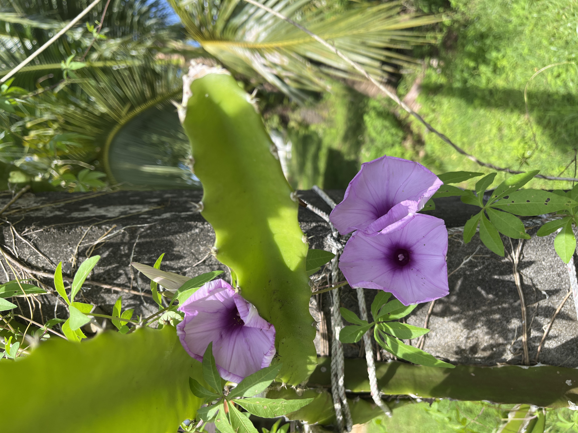 A close-up, outdoor, eye-level shot focuses on two light purple funnel-shaped flowers with darker purple throats, which are attached to a thick, textured gray trunk of a plant, possibly a cactus or dragon fruit plant, as evidenced by its green, flat, ribbed stem with small spines and a rope tied around it. The flowers are positioned on the right side of the frame, with one flower's petals slightly unfurled, revealing its deep purple center, and the other flower more fully open. Green leaves and tendrils of the same plant are interspersed around the flowers and trunk. In the background, lush green grass and the fronds of a palm tree are visible, suggesting a tropical environment. The lighting indicates it is daytime, with sunlight casting dappled shadows on the trunk and the surrounding foliage. The scene appears to be located in Thap Put, Thailand, indicated by the presence of tropical flora characteristic of the region.