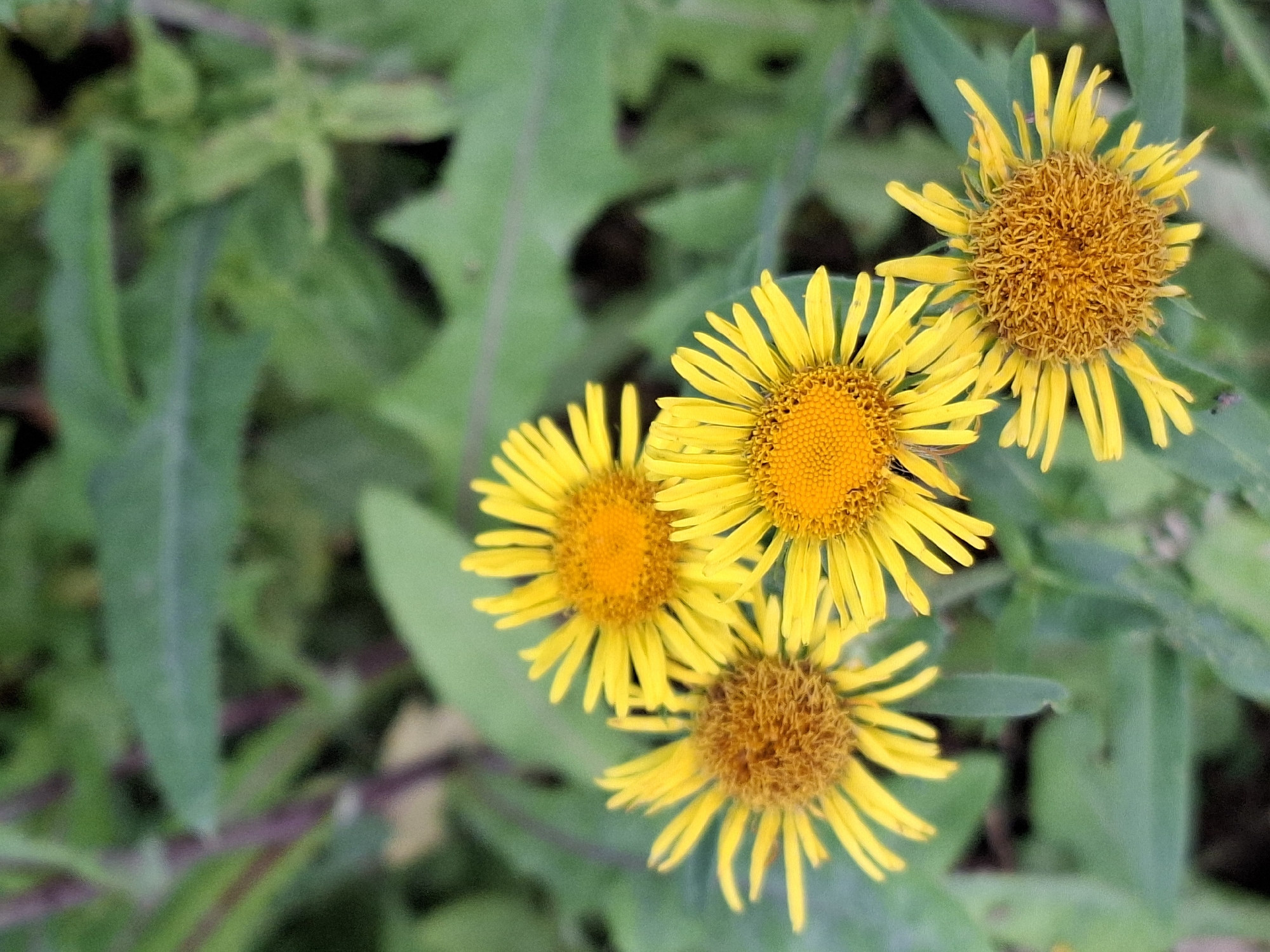 Four yellow flowers with orange centers are in focus in the foreground. The flowers have thin, ray-like petals. The background is blurred green foliage. The image is a close-up shot of the flowers.