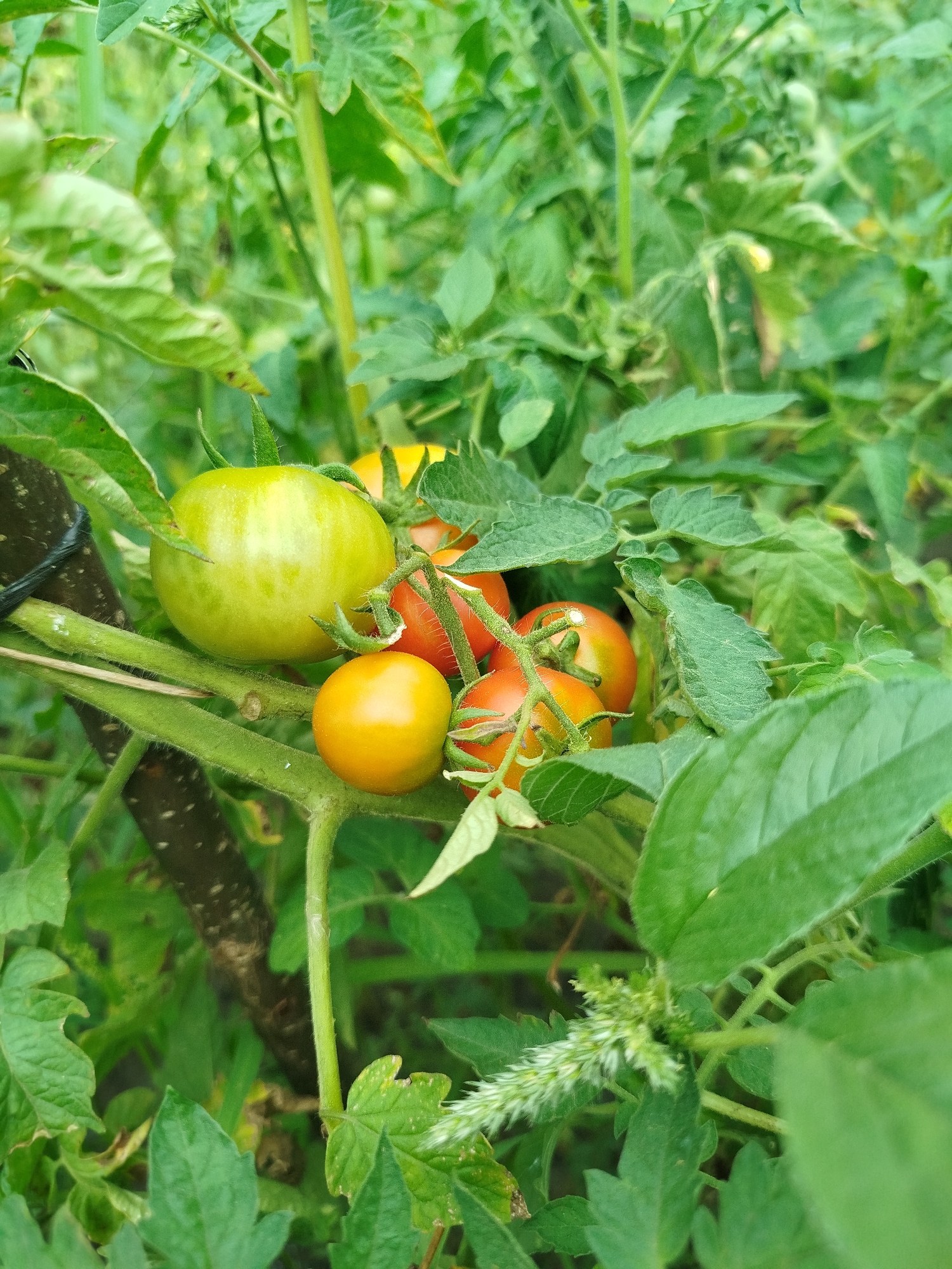 The image depicts a close-up view of a tomato plant laden with ripening fruit, set against a backdrop of lush green foliage. In the foreground, a cluster of tomatoes is visible, ranging in color from pale green to vibrant orange and red, indicating different stages of ripeness. One large, pale green tomato is prominently featured on the left. Several smaller, rounder tomatoes are clustered together, with some showing streaks of red and orange. The plant's stems and leaves are also visible, with a characteristic fuzzy texture on the stems. The overall impression is one of a healthy, productive garden. The image was taken in the city of Zastavna, Ukraine.