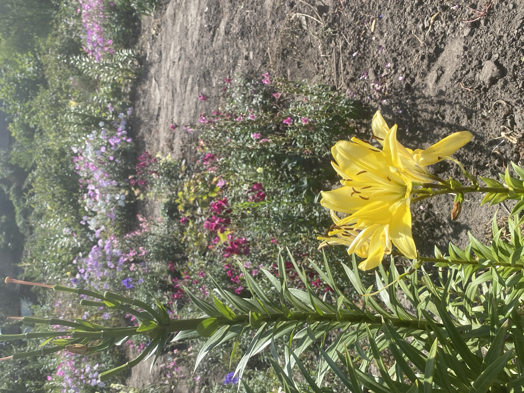 In Ustyvytsia, Ukraine, a vibrant garden is captured in a sun-drenched moment. The foreground is dominated by a tall, green lily stalk with numerous lance-shaped leaves, some of which are still developing buds. To the right, a fully bloomed yellow lily stands prominently, its large petals unfurling to reveal dark brown stamens. A tiny ant is visible on one of the yellow petals. Behind the lilies, a patch of bare, dark soil slopes gently upwards. Further back, the garden bursts with color from a variety of flowers in shades of pink, purple, and white, creating a lush and varied backdrop. The overall scene depicts a flourishing garden on a bright, clear day.