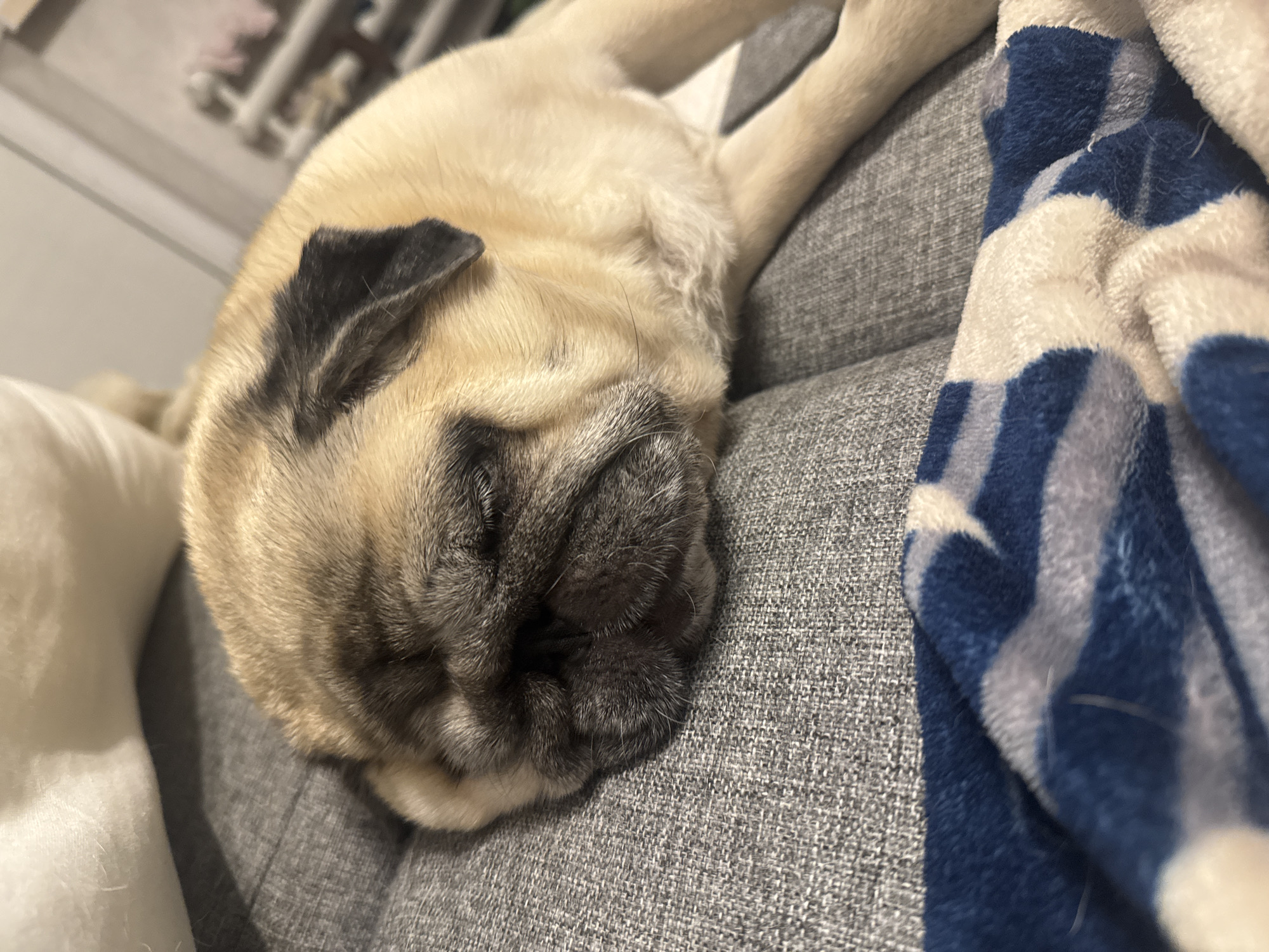 A close-up, eye-level shot captures a fawn-colored pug sleeping on a grey, textured surface, possibly a sofa. The pug's head is resting on its side, with its eyes closed and its wrinkled snout prominent. A blue and white patterned blanket is partially visible in the foreground, draped over the surface. The background is blurred, showing hints of a white, fluffy object and a shelf with items in what appears to be a domestic setting. The lighting is soft, creating shadows on the pug's face. This image was taken in Bishkek City, Kyrgyzstan.