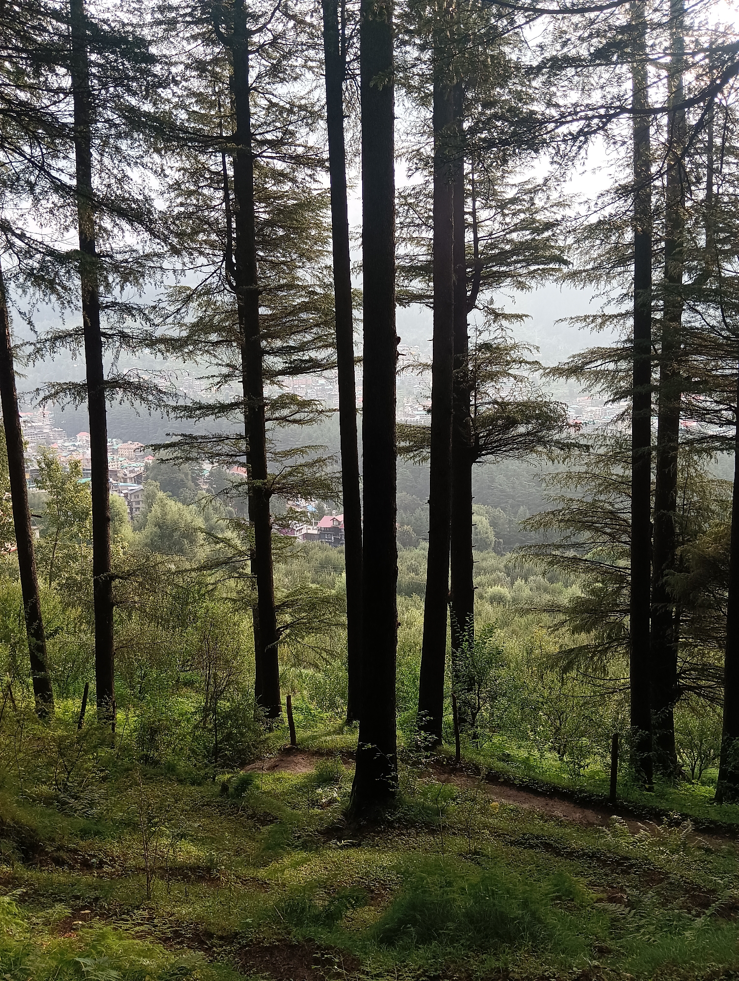 The image depicts a dense forest with tall pine trees in the foreground, characteristic of the mountainous terrain surrounding Chhyal, India. A pathway meanders through the lush undergrowth of ferns and green foliage, suggesting a natural park or hiking trail. In the background, a town with buildings and houses is visible nestled within the hills, partially obscured by the trees and a light mist. The sunlight filters through the canopy, creating a dappled effect on the forest floor and highlighting the varied textures of the vegetation. The scene conveys a sense of tranquility and natural beauty, typical of the region.