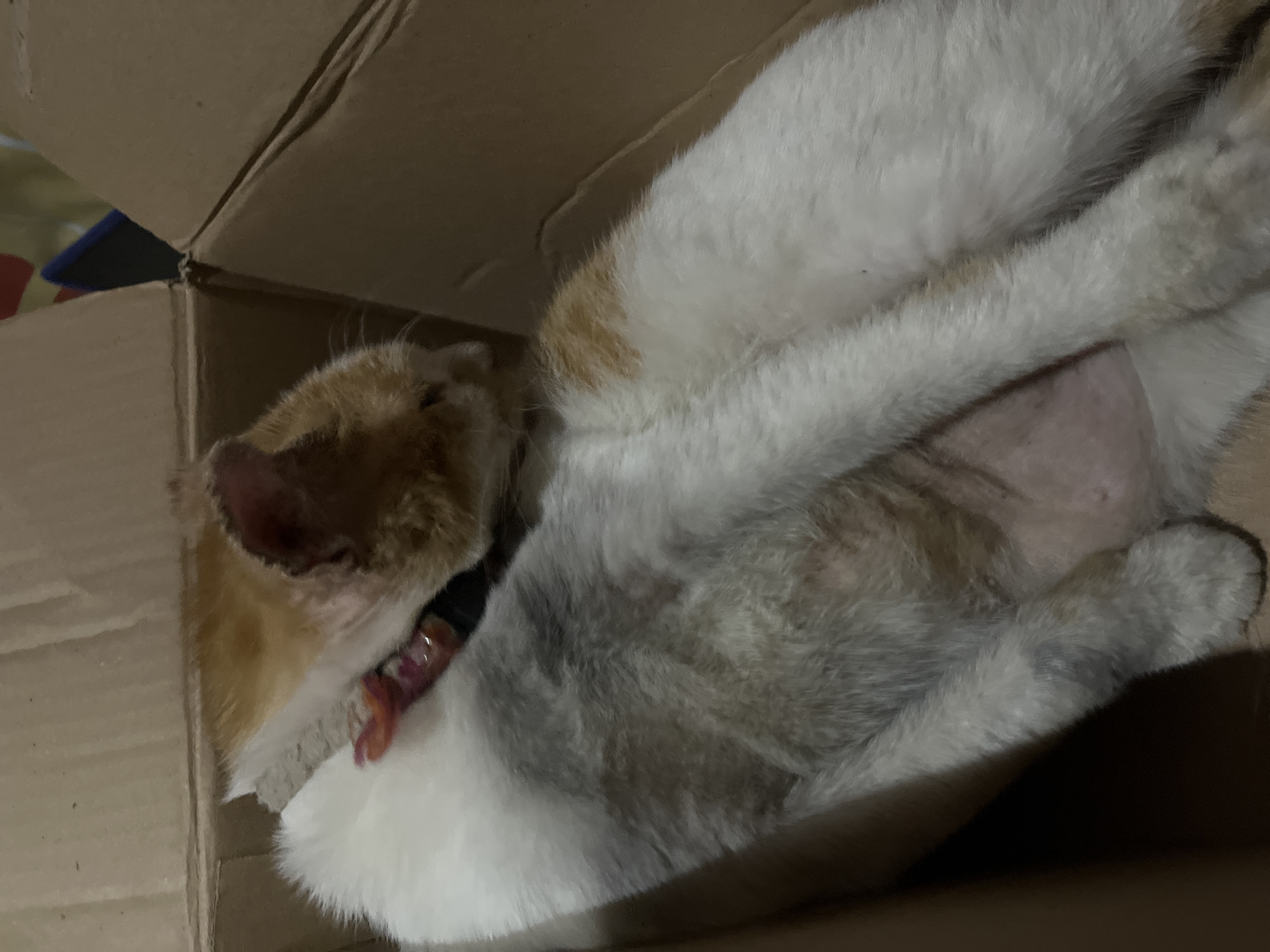 Two cats are lying in a cardboard box. The cat in the foreground is mostly white with some grey patches and orange markings on its back. Its belly is exposed, revealing pink skin and a small, dark spot. The cat in the background is orange and white and is leaning over the other cat, touching its head to the first cat's neck. A pink and black collar is visible on the neck of the first cat. The environment appears to be indoors, with the box situated within a larger box or crate. The scene is lit by artificial light, casting shadows.