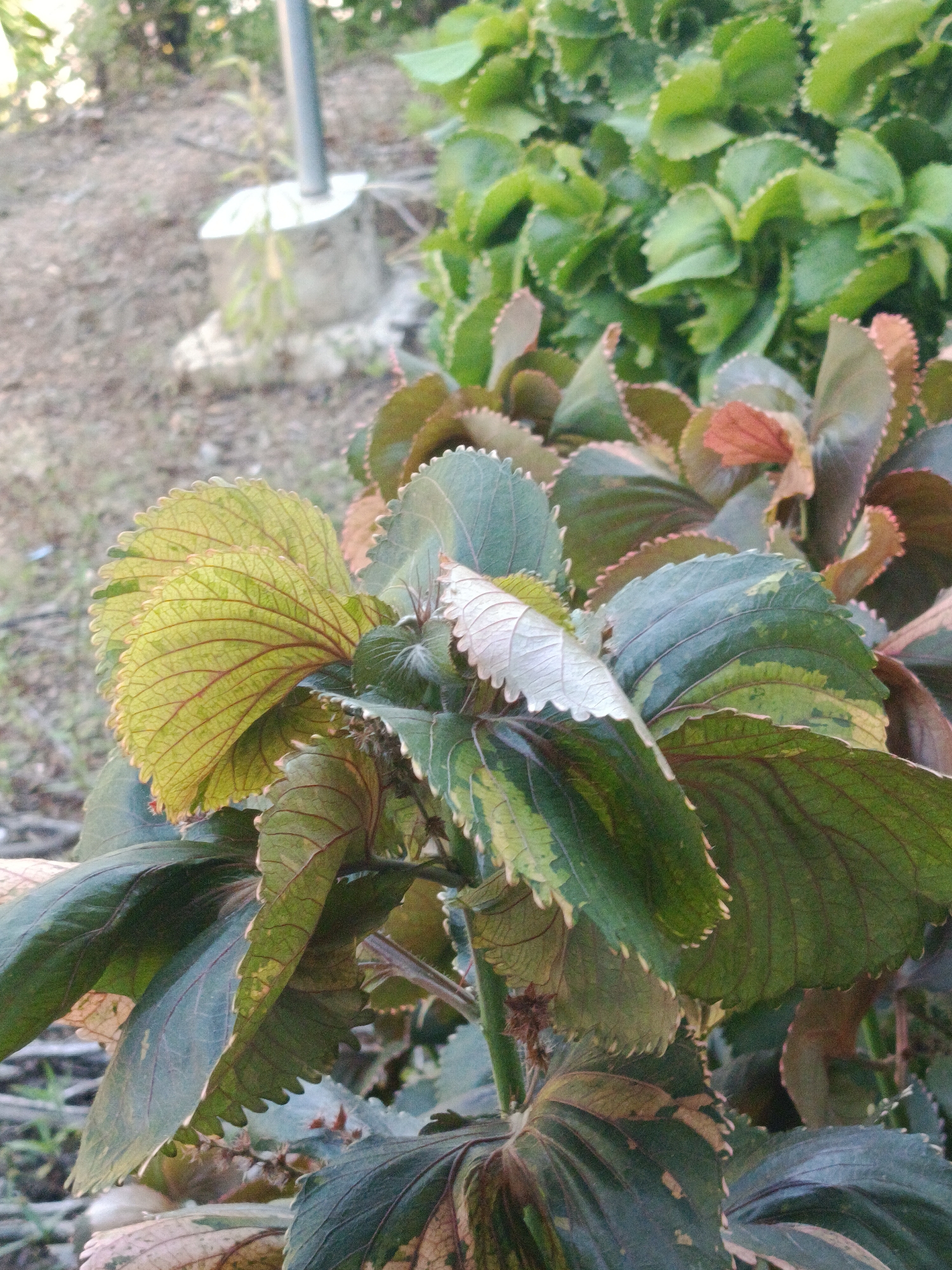 This is a close-up, eye-level, outdoor, medium shot photograph of a plant with variegated leaves. The plant features large, somewhat ruffled leaves in shades of green, yellow, and reddish-brown. The edges of the leaves are serrated. The background is blurred, showing dry soil and some out-of-focus foliage. A concrete post is visible in the upper left portion of the frame. There are no people or animals present. The image appears to be taken in an urban or suburban setting, possibly a garden or park in Mansalean, Indonesia, given the hints.