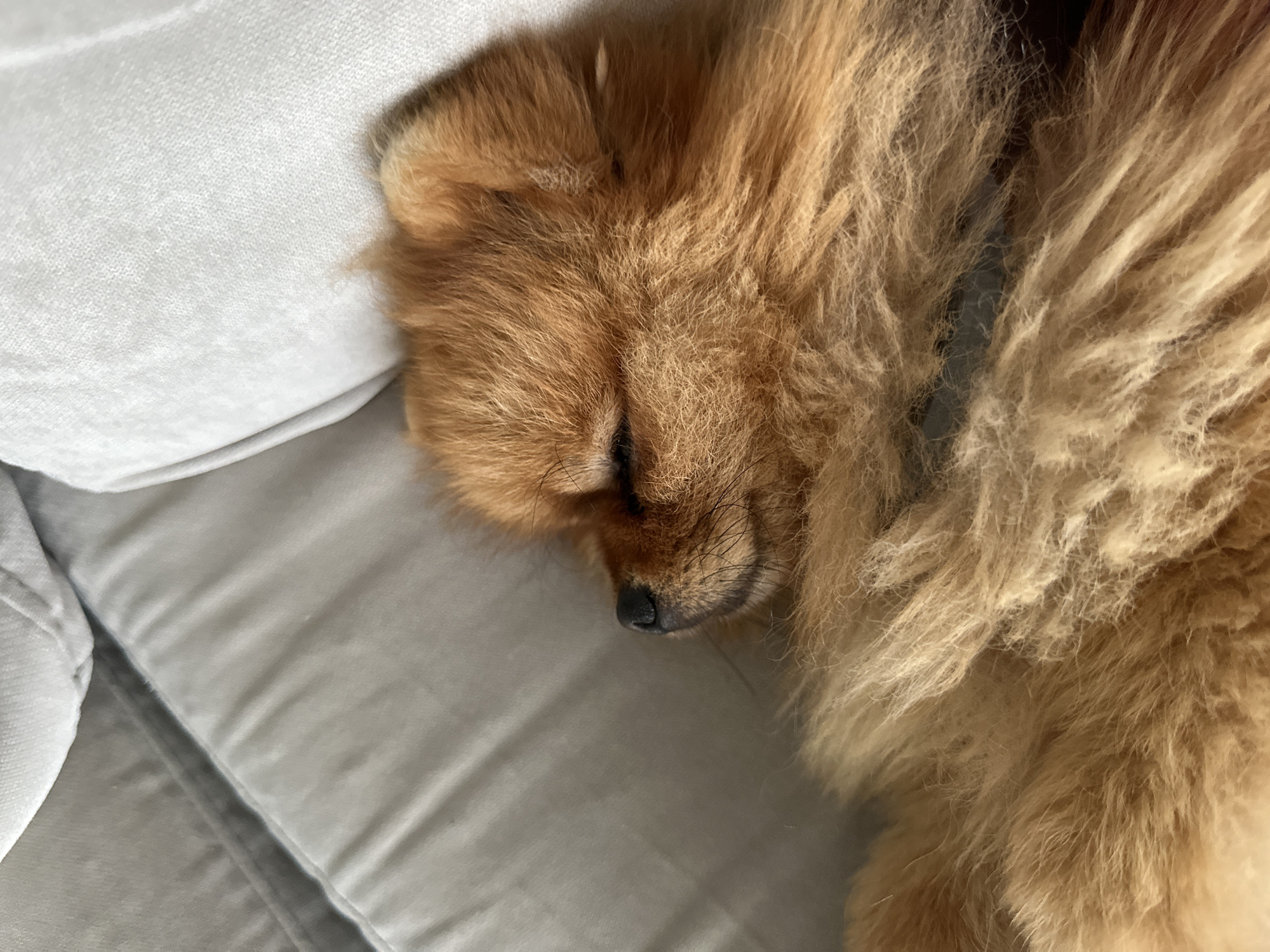 A domestic scene in Asenovgrad, Bulgaria, features a small, sleeping Pomeranian dog. The dog, characterized by its dense, reddish-brown and golden fur, lies on its left side with its eyes closed. Its black nose and fine whiskers are clearly visible in profile. The animal rests on a light grey upholstered surface, likely a sofa or bed cushion, which shows subtle fabric texture and soft folds. A darker grey fabric element is partially visible in the upper left background. The lighting is soft and uniform, illuminating the intricate details of the dog's fur. No other subjects or actions are depicted.