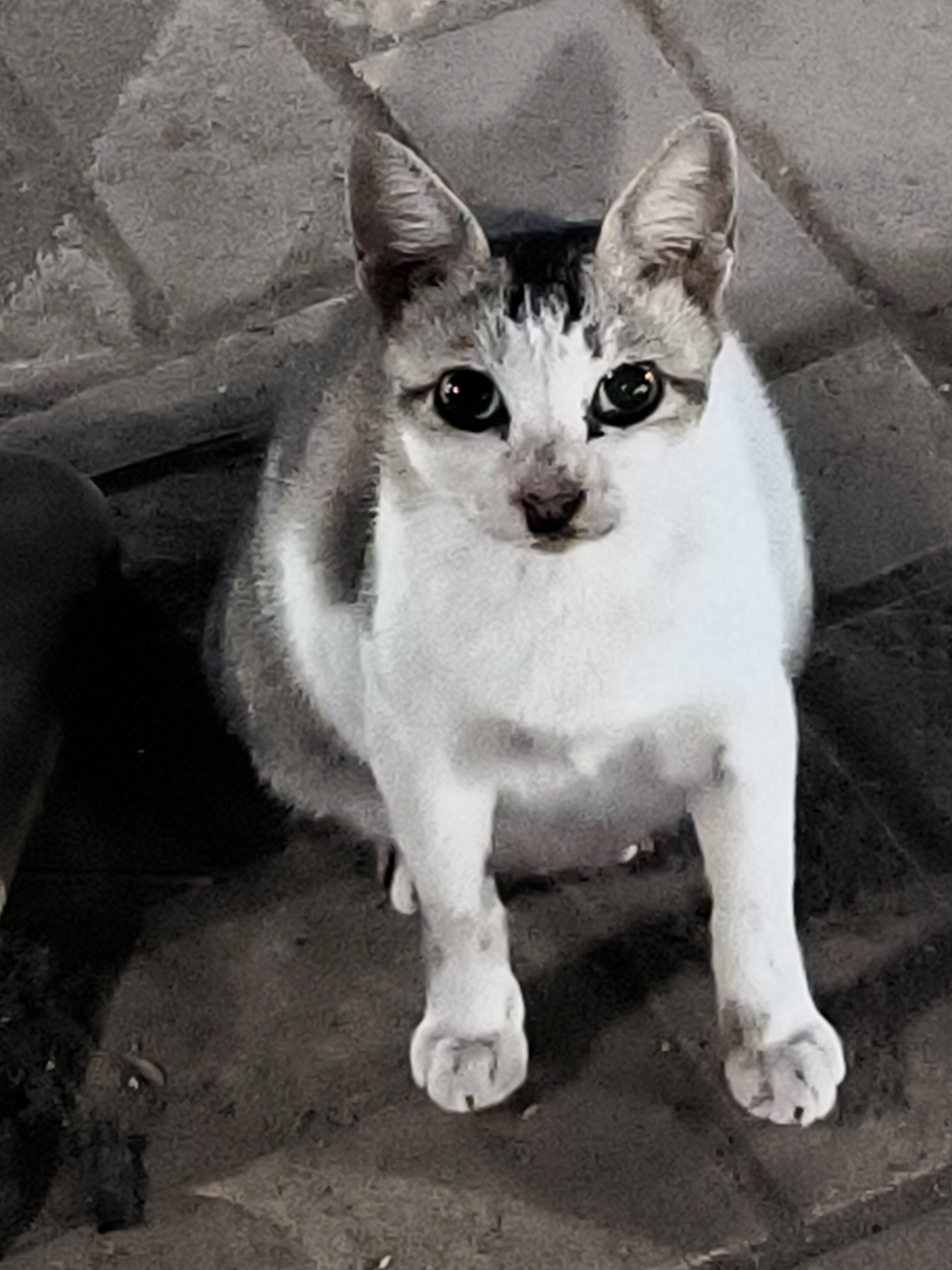 A cat with white and gray fur sits on a dark gray brick surface, looking directly at the camera. The setting appears to be outdoors. There are no people visible. The location is inferred to be Kotapantonlabu, Indonesia based on the prompt's context.