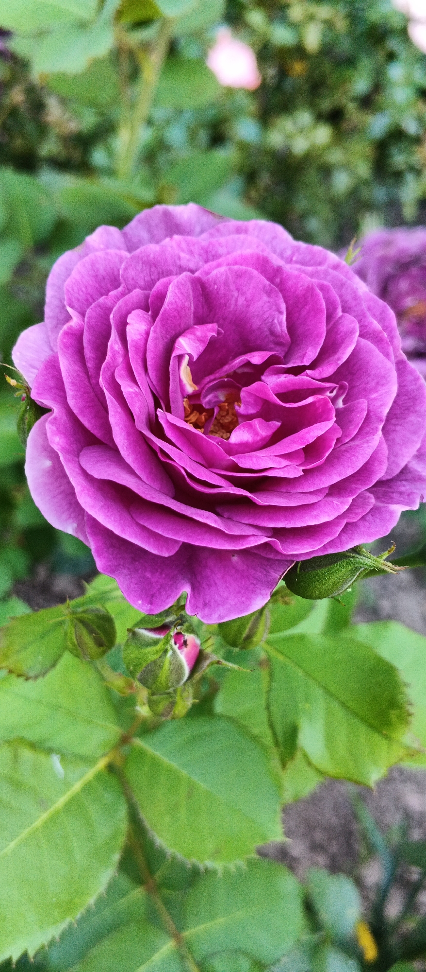 A close-up, high-angle, vertical, medium shot captures a fully bloomed, vibrant purple rose in the foreground. The rose's petals are tightly furled towards the center, revealing a hint of yellow stamen. Several green rosebuds and leaves are visible beneath the bloom, some showing small pink tips. The background is softly blurred with green foliage and out-of-focus pink flowers, suggesting a garden setting. The image provides no specific information about the location in Smila, Ukraine.