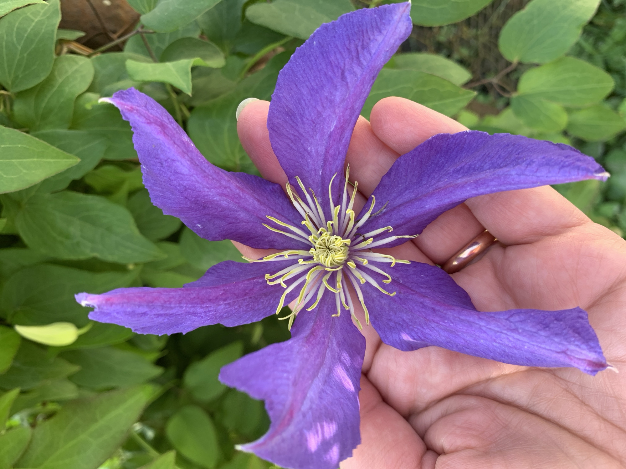 A hand holds a vibrant purple clematis flower, its delicate petals spread wide. The flower's center is a delicate arrangement of pale yellow stamens. In the background, lush green foliage provides a natural backdrop. The image is taken outdoors, likely in a garden setting, within the city of Vydzaŭski sel'ski Savet, Belarus.