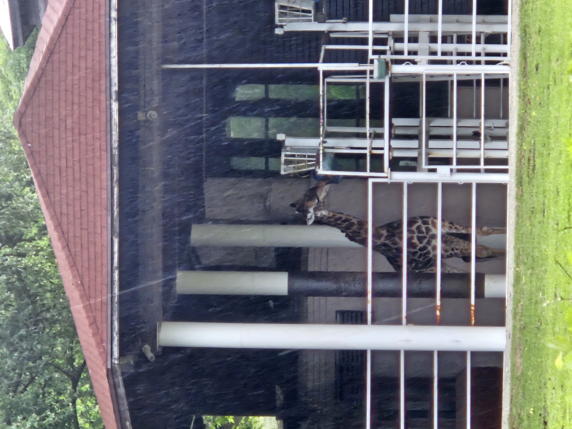 The image shows a giraffe in an enclosure in what appears to be a zoo. The giraffe's head and neck are visible between the bars of the enclosure. The enclosure itself is constructed of white bars and includes cylindrical white horizontal supports. A building with a red roof is visible on the left side of the frame, and greenery is visible on both the left and right sides, suggesting an outdoor environment. It is raining.