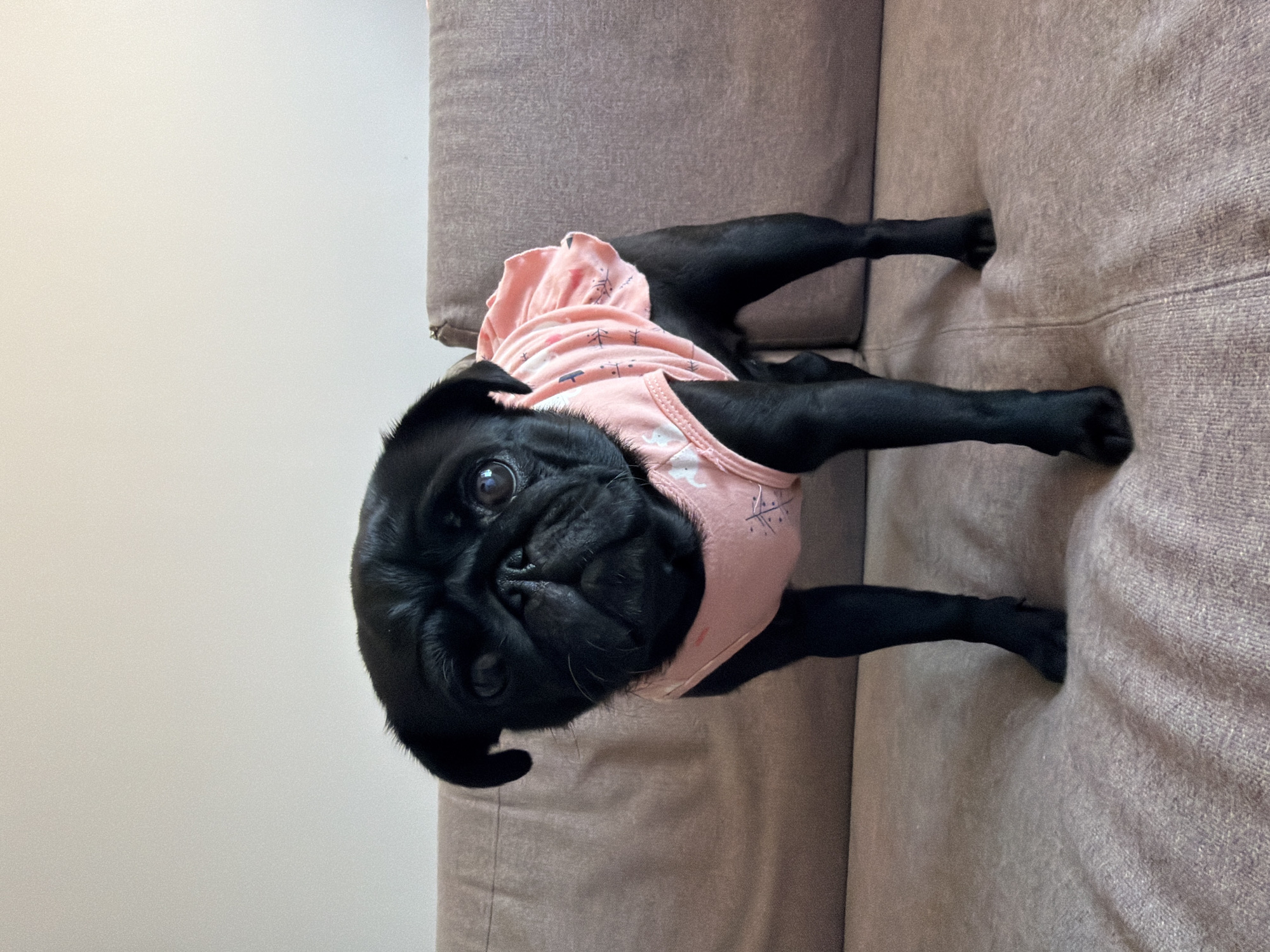 A black pug dog stands on a light brown sofa. The dog is wearing a light pink ruffled shirt with white arrow and unicorn patterns. The dog is facing forward, looking directly at the camera. The background is a plain, light-colored wall. The image appears to be taken indoors. There is no information about the location in Sirius, Russia.