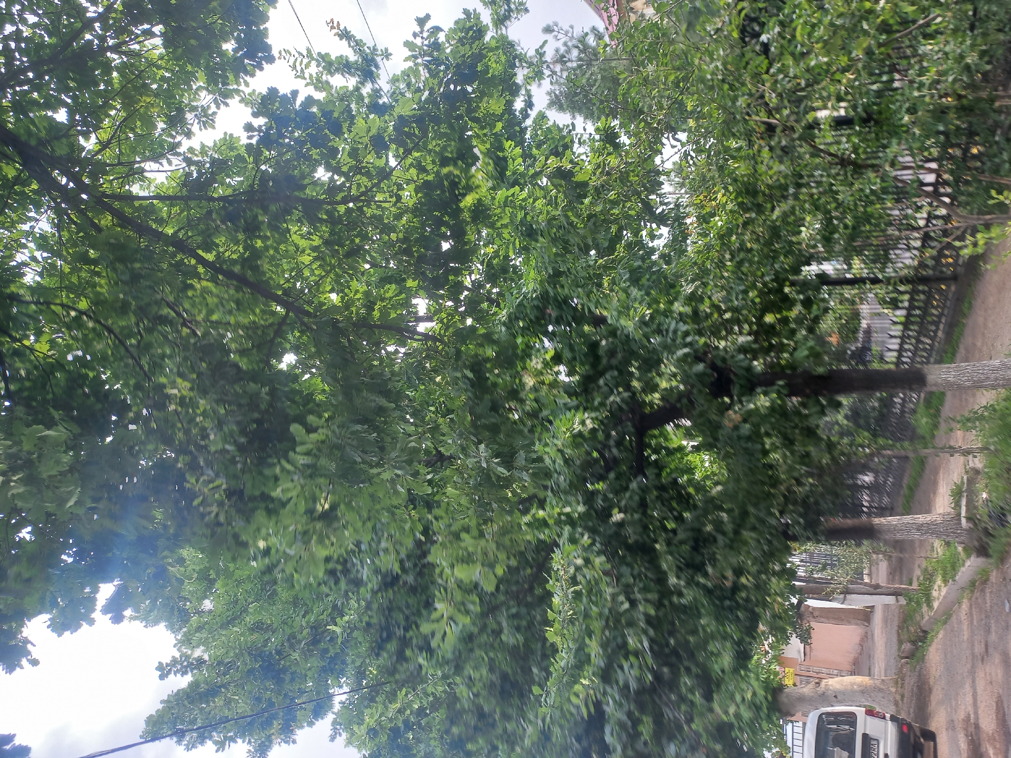 The image depicts a tree-lined street with a white van parked on the right side. The perspective is from below, looking up through the dense green foliage of large trees. The leaves of the trees are in sharp focus in some areas, while others are blurred, suggesting movement or a shallow depth of field. The sky is visible through the leaves, appearing bright and overcast, indicating a cloudy or hazy day.
The street itself is paved, with a sidewalk and a fence running along the right side. The fence appears to be made of dark metal bars. Beyond the fence, there are hints of buildings and more greenery. The van is white with a license plate that reads "72 KA". The overall impression is one of a quiet, somewhat shadowed urban or suburban street scene, dominated by the presence of mature trees. The time of day is difficult to ascertain due to the overcast sky, but it appears to be daytime. No people are visible in the frame.