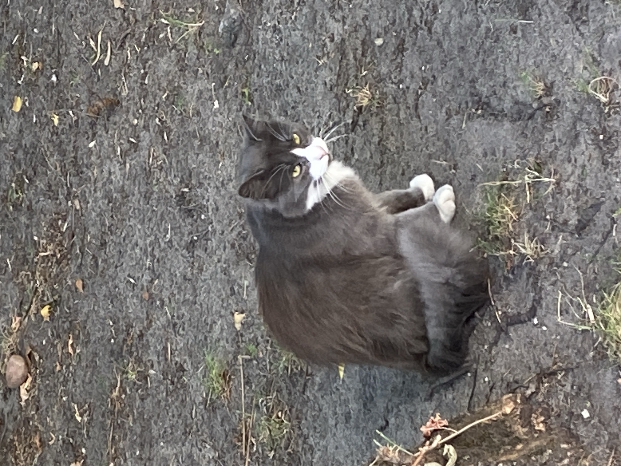 A gray and white cat with yellow eyes is sitting on dark, uneven ground with sparse vegetation. The cat is facing the viewer, with its body angled to the left. Its tail is curled around its body. The background consists of more of the same ground with scattered leaves and small twigs. The scene appears to be outdoors, possibly in a park or garden. There is no identifiable location in the city of Brest, Belarus.