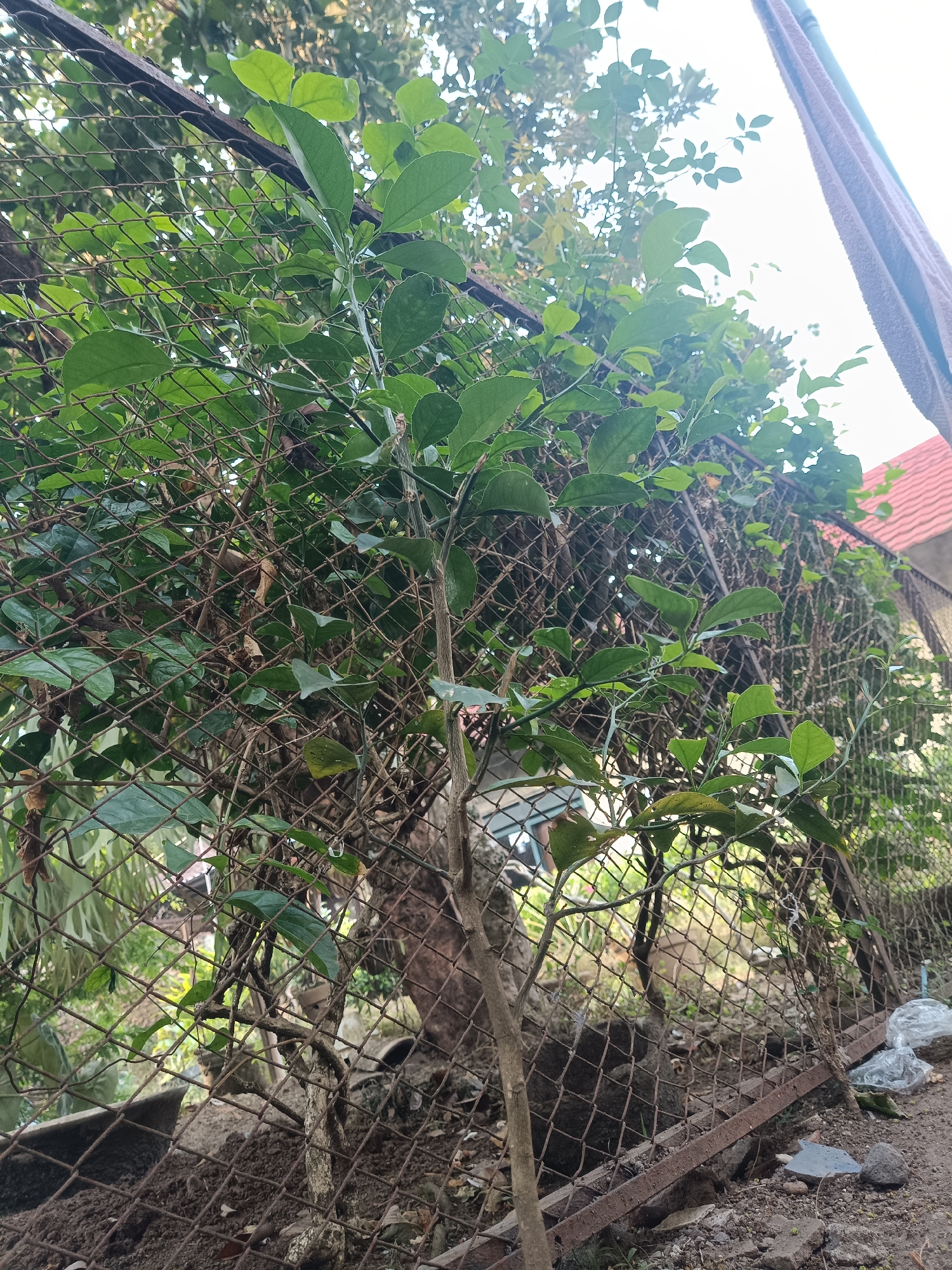 This is an outdoor, eye-level, medium shot of a small tree growing near a rusty chain-link fence. The tree has a thin, woody trunk and many green leaves. The fence is old and shows signs of rust and wear. Behind the fence, there are more green leaves from other plants, a rough-barked tree trunk, and a glimpse of a red-tiled roof. The ground in the foreground is covered with soil, small rocks, and some debris. The scene appears to be in a residential area in Jember, Indonesia, given the presence of a typical residential fence and roof.