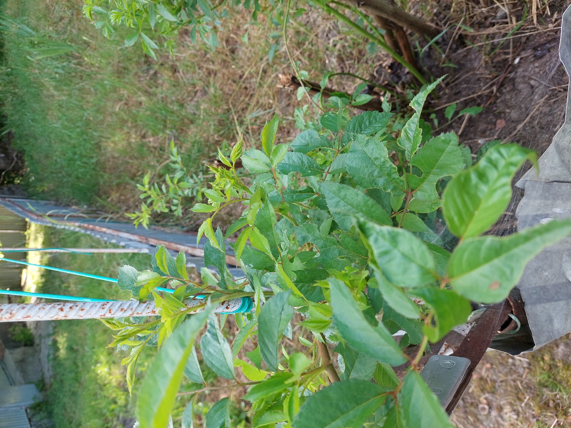 In Shpychyntsi, Ukraine, a close-up view focuses on the vibrant green foliage of a plant, possibly a rose bush, as it grows alongside a weathered metal fence. The plant's leaves, some appearing damaged, are the central subject, with new shoots emerging at the top. A rusted metal pole, part of the fence structure, is visible, wrapped with a bright blue tie. The background transitions from the immediate foliage to a grassy area, suggesting an outdoor setting, possibly a garden or yard. The overall impression is one of natural growth in a somewhat unkempt environment.