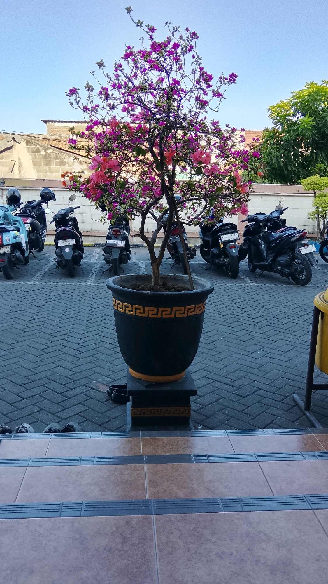 A flowering tree in a large black pot with gold trim is the central focus of the image, situated in a paved parking lot. The tree, adorned with pink and purple blossoms, is positioned in front of a row of parked motorcycles. In the background, buildings with tiled roofs and a wall with a white border are visible under a clear blue sky. Several motorcycles, some with helmets on their seats, are parked in marked spaces. The foreground shows a tiled staircase. The scene appears to be in the city of Ngipik, Indonesia, given the presence of Indonesian license plates on the motorcycles.