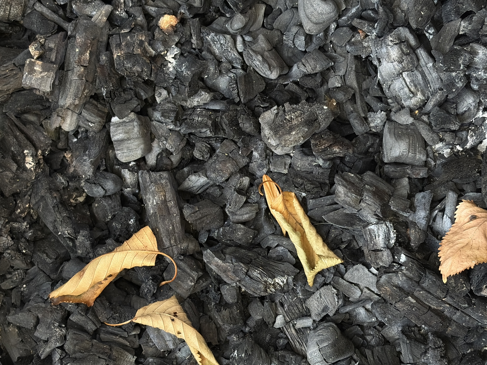 A close-up, overhead shot depicts a pile of black charcoal embers mixed with a few scattered, dried, yellow leaves. The charcoal pieces are irregular in shape and size, with some appearing as larger chunks and others as smaller fragments. The leaves are curled and brittle, some with visible veins and stem remnants. The overall texture is rough and dry. The scene is situated outdoors on an unspecified surface, likely a ground or a container, in an urban setting. No individuals or specific landmarks are visible. The lighting suggests an outdoor environment with natural light.