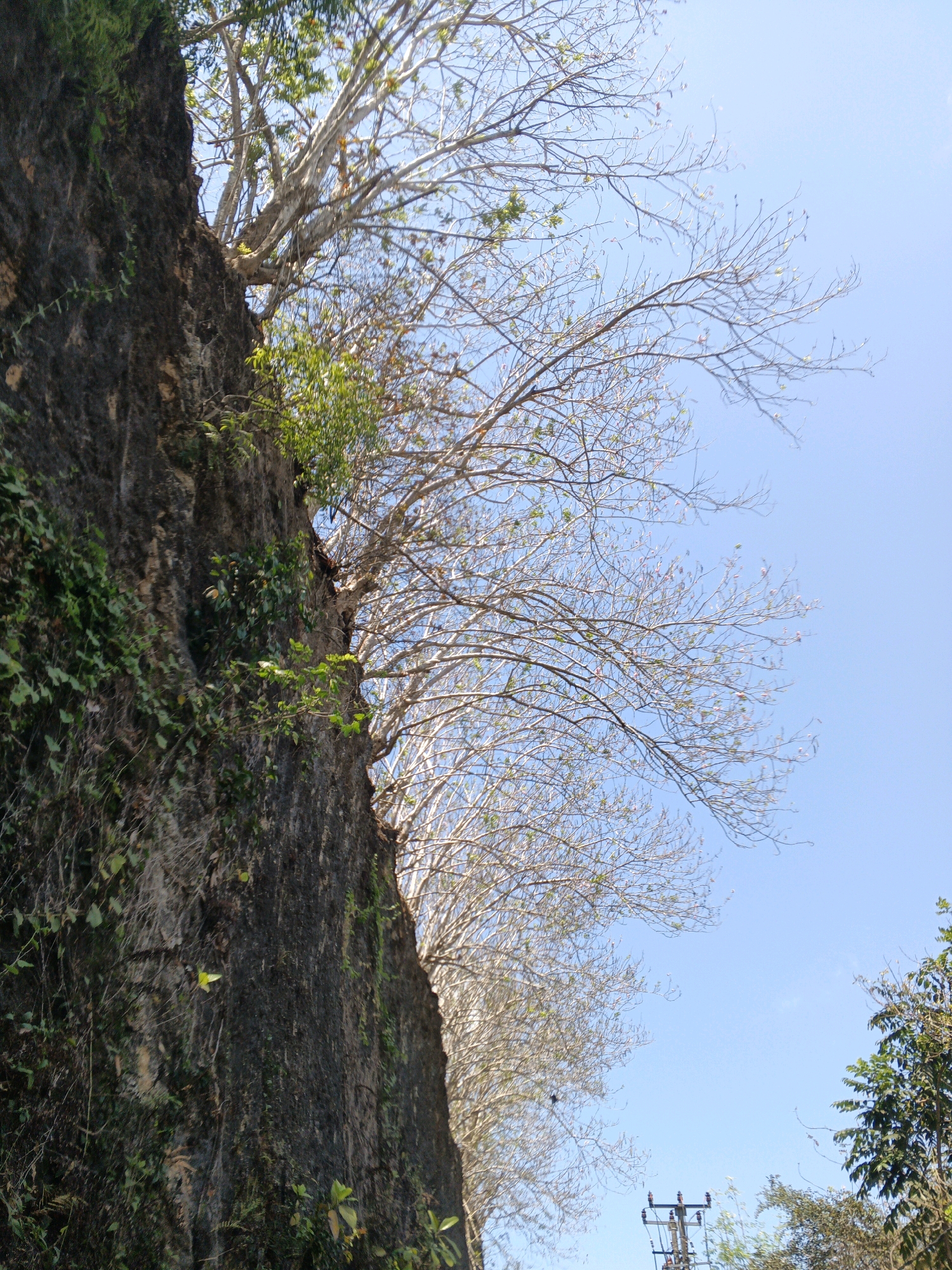 The image depicts a view looking upwards towards a steep, dark, rocky cliff face on the left, covered with patches of green foliage and vines. To the right of the cliff, a large tree with a pale trunk and numerous bare branches extends across the frame, reaching into a clear blue sky. Some small green leaves are visible on some of the branches. In the lower right corner, a power pole with insulators is visible, partially obscured by trees with lush green leaves. The scene appears to be an outdoor environment, likely in a natural or semi-natural setting within Kuta Selatan, Indonesia, given the presence of tropical vegetation and potentially infrastructure like the power pole. The angle of the shot and the clarity of the sky suggest it is daytime with good weather conditions.