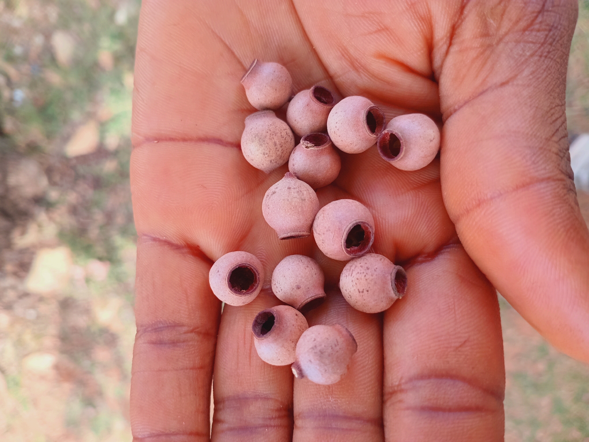 A close-up photograph depicts a medium-toned hand, presumably belonging to a person of African descent, holding a cluster of approximately a dozen light brown, vase-shaped seed pods. The pods have a noticeable dark red interior visible through the circular opening at the top. The background appears slightly blurred, suggesting an outdoor environment. There is no indication of the city of Jos, Nigeria, or any other location-specific elements in the provided image.