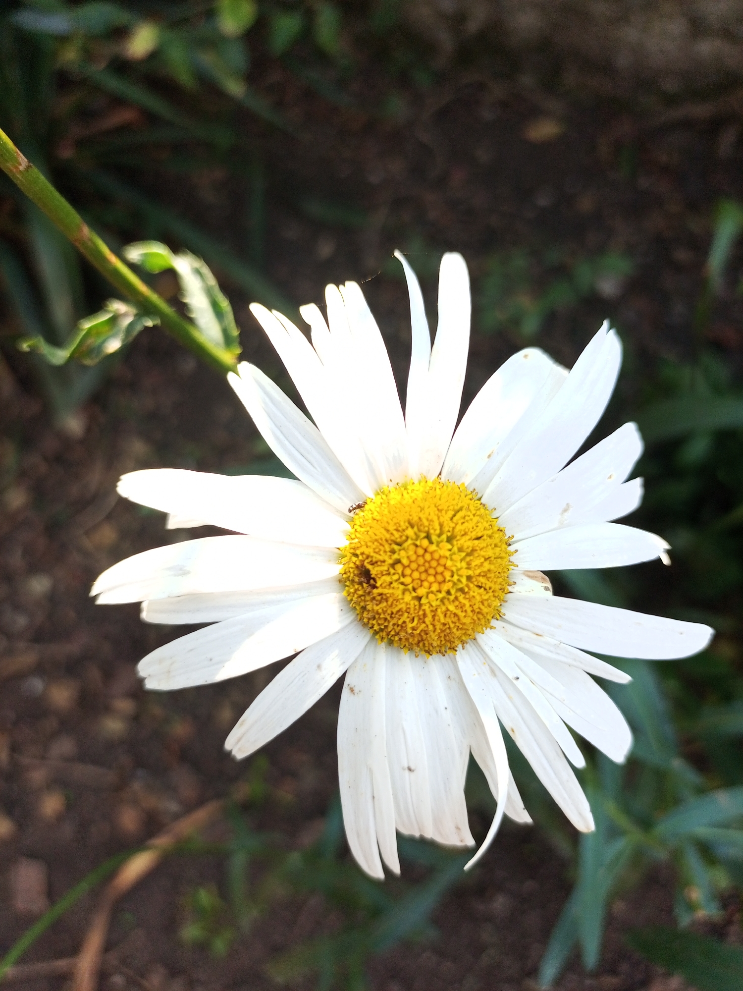A close-up, high-angle shot focuses on a white daisy with a bright yellow center, its petals fanned out. Two small insects, one appearing to be a fly, are visible on the flower's face. The daisy is positioned on the right side of the frame, with a blurred background of dark soil and green foliage. A green stem, partially visible on the left, supports the flower. The scene is set outdoors, in the city of Peredovaya, Russia. The lighting suggests it is daytime, with sunlight illuminating the flower.