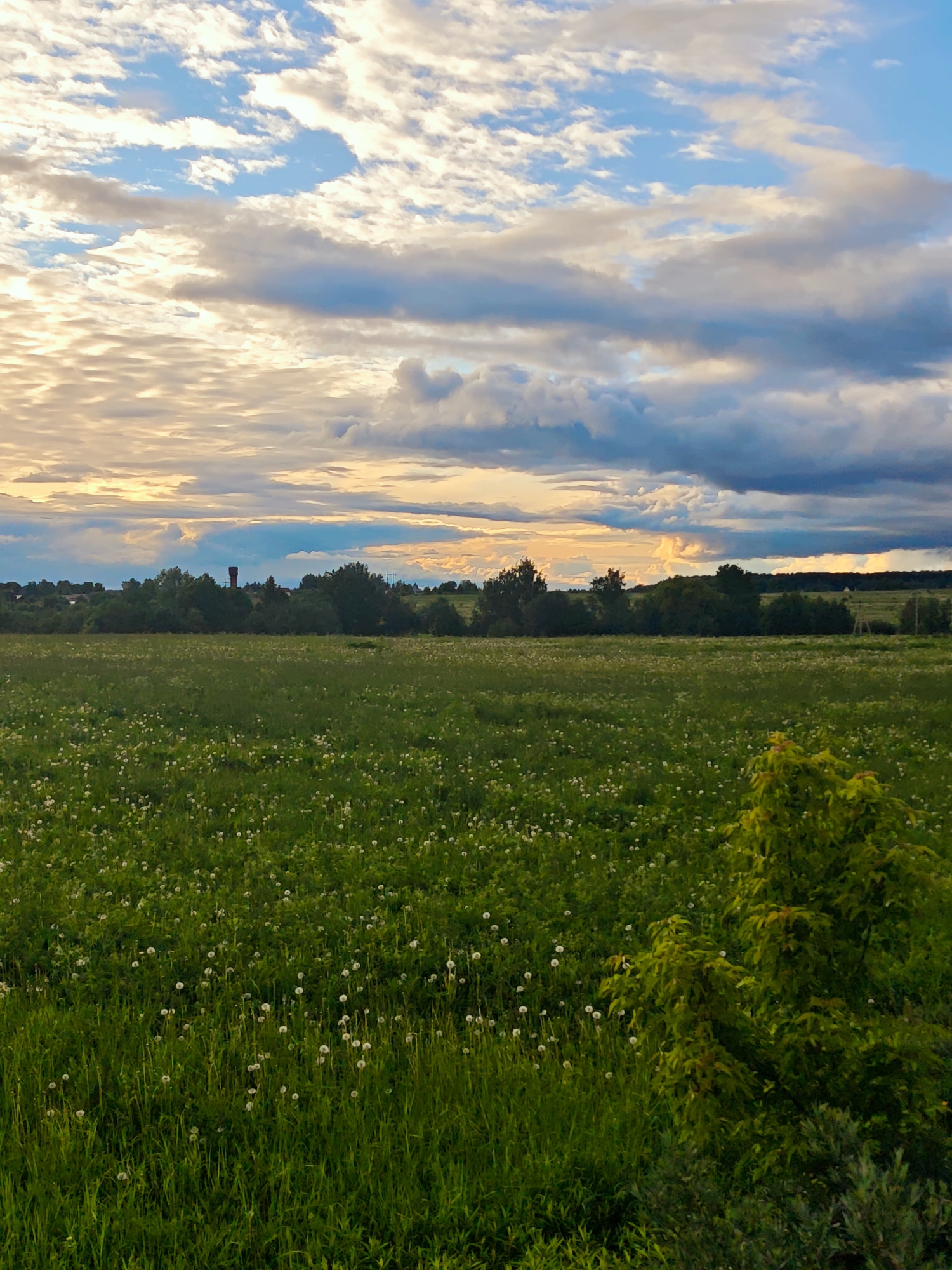 The image depicts a grassy field dotted with white dandelions under a sky with clouds. The location is Курово, Russia. A line of trees is visible in the middle ground. A water tower is visible among the trees. In the foreground is a green bush.