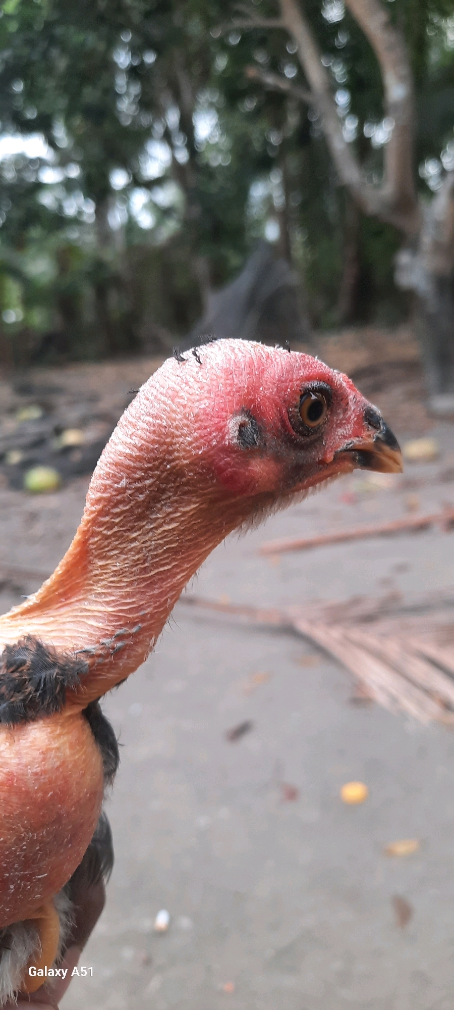 A close-up, profile view of a featherless chicken's head and neck is captured in outdoor lighting. The chicken's skin is wrinkled and a reddish-pink color, with some dark patches around its eye and on its head. Small black feather quills are visible protruding from its scalp. Its eye is dark brown with a visible pupil. The chicken's beak is pointed and yellowish-brown. The background is blurred and shows greenery, trees, and a rough, grey surface that appears to be ground or pavement. A few yellowish objects are scattered on the ground in the background, and some dried palm fronds are visible to the right. The bottom left corner of the image displays the text "Galaxy A51". The scene appears to be a rural or semi-rural outdoor setting, possibly a farm or backyard.